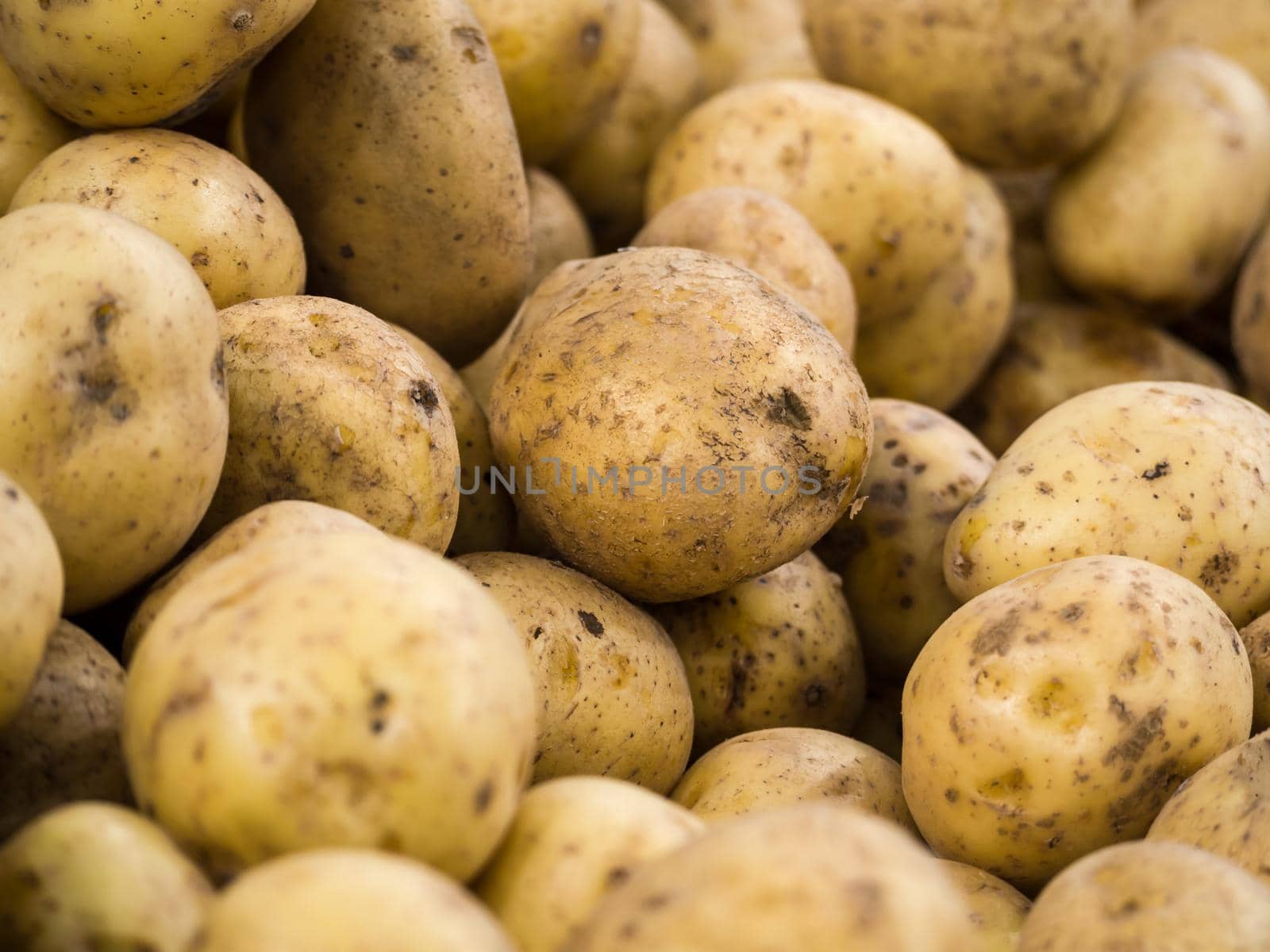 Heap of potatos root. Potatoes for selling at vegetable market. Fresh organic potato stand out among many large background potatos in the market. Soft focus
