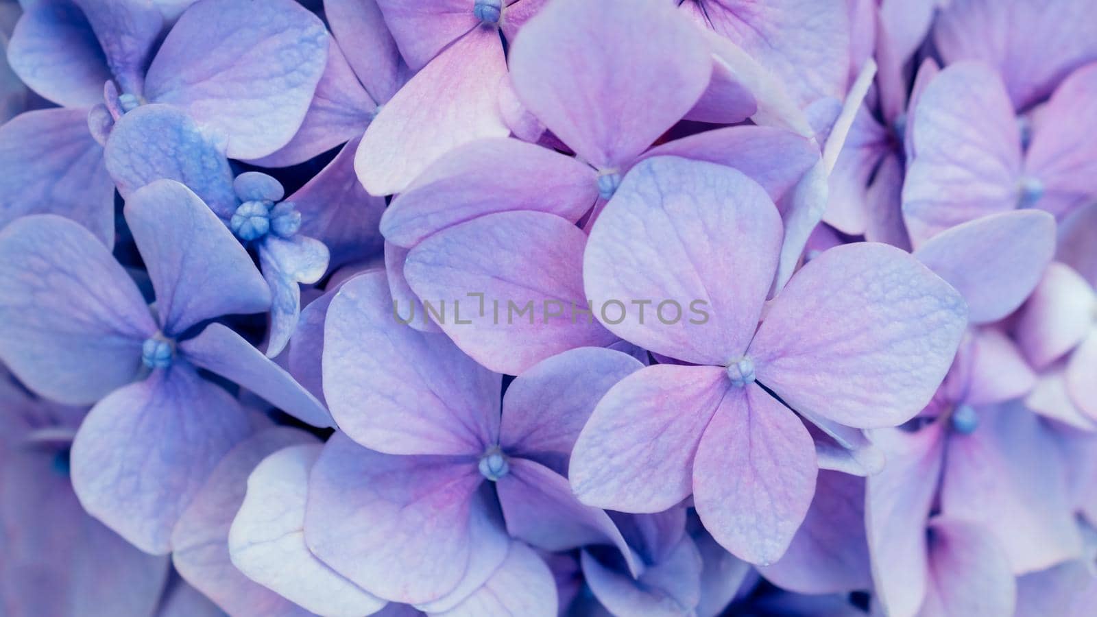 Floral decor for presentation of natural cosmetics or perfume. Abstract blue floral background. Purple hydrangea texture. Soft focus. Close up of vivid violet color flowers. Banner