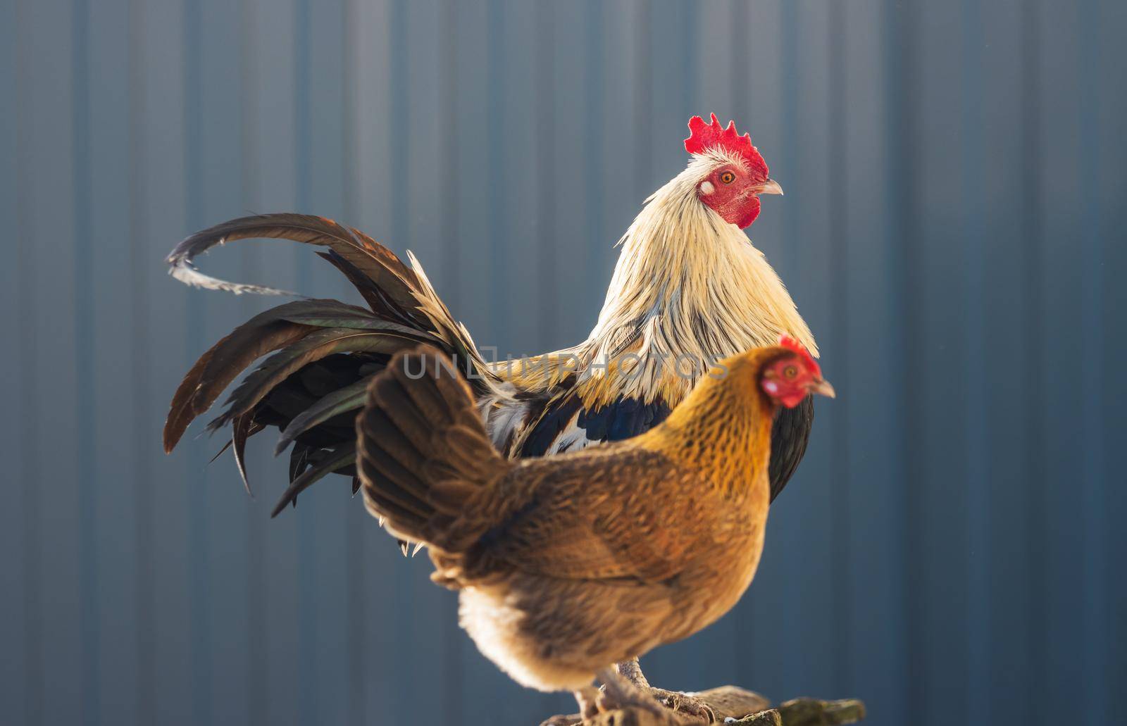 rooster with a long tail and a hen are standing side by side, farm animals