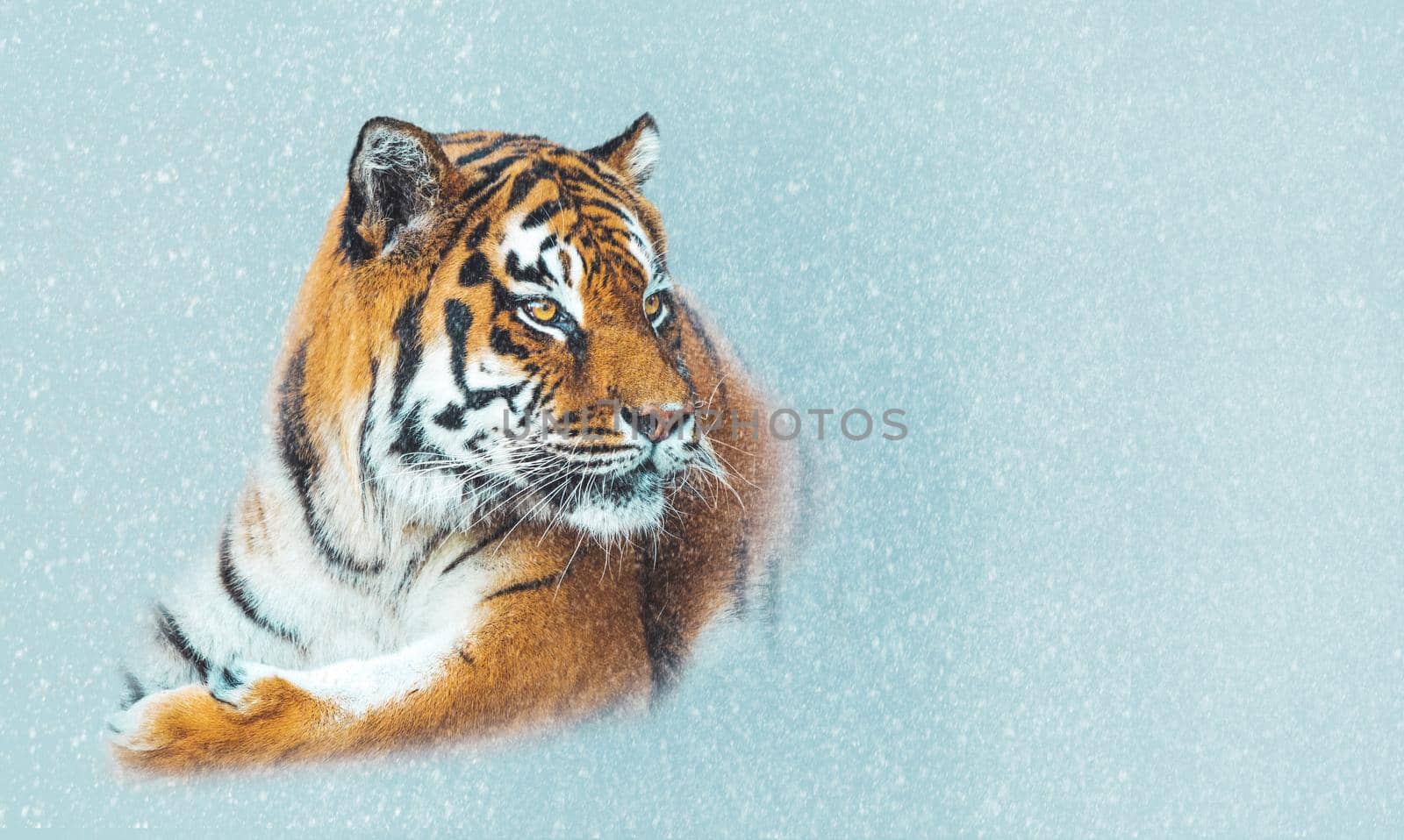 tiger close-up and falling snow, symbol of the year 2022
