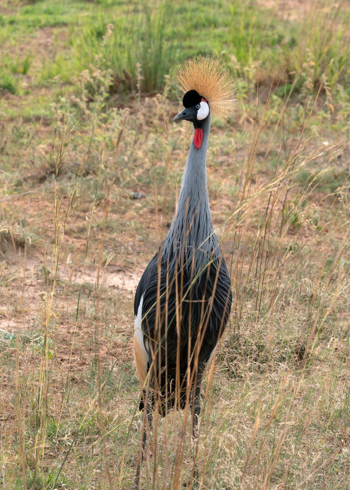 Crowned crane (Balearica pavonina), Murchison Falls National Park, Uganda