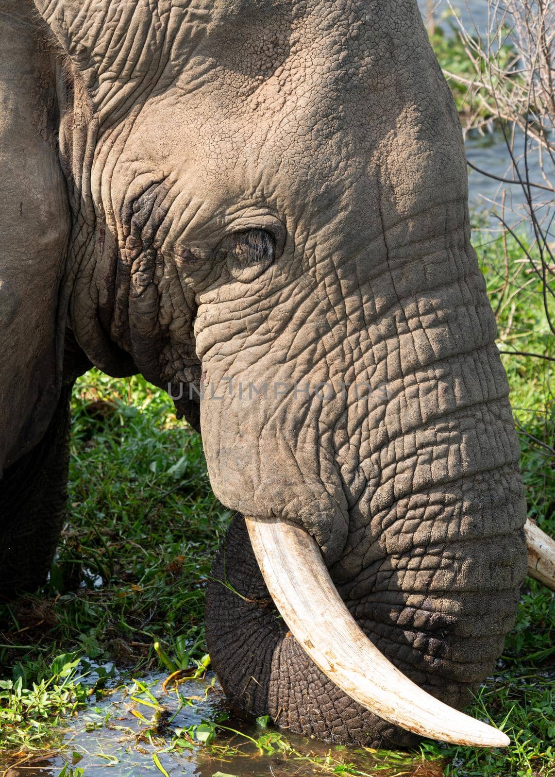 African elephant, Loxodonta africana by alfotokunst