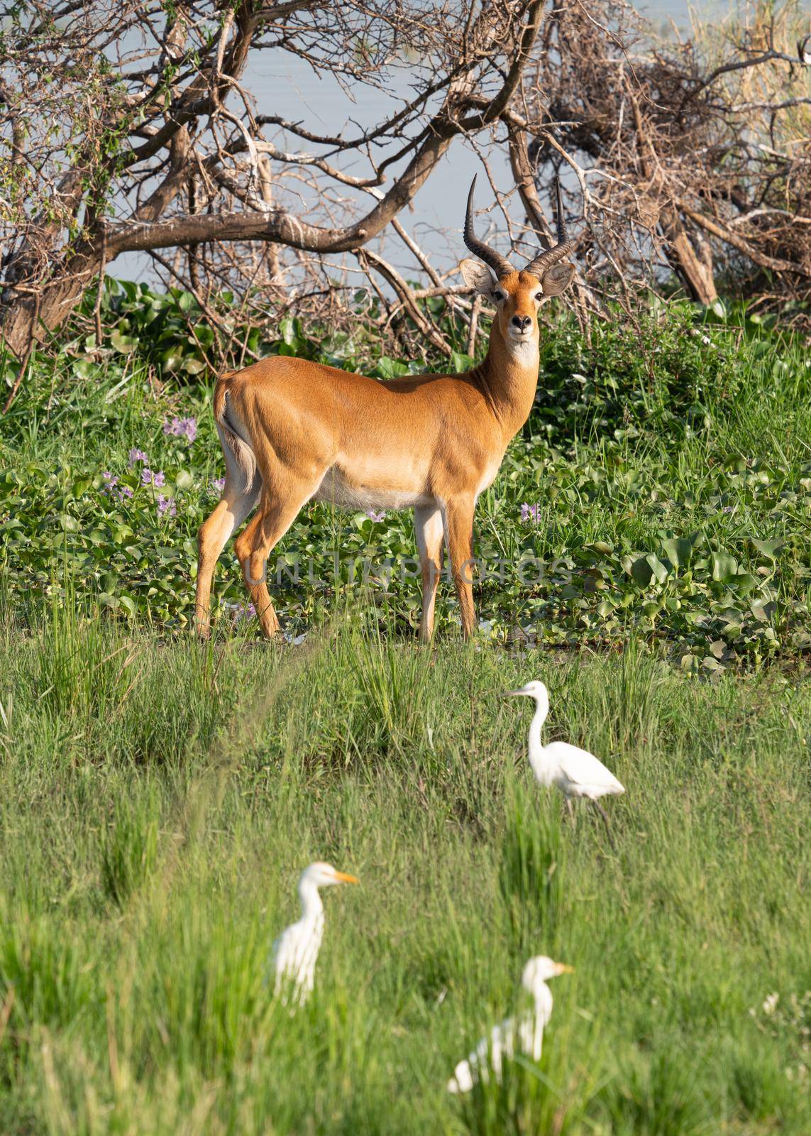 Uganda Kob (Kobus thomasi), National Parks of Uganda