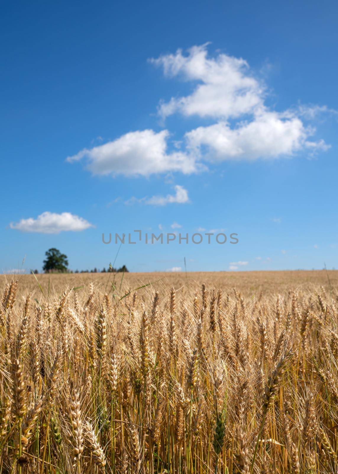 Close up image of a corn field on a sunny day against blue sky