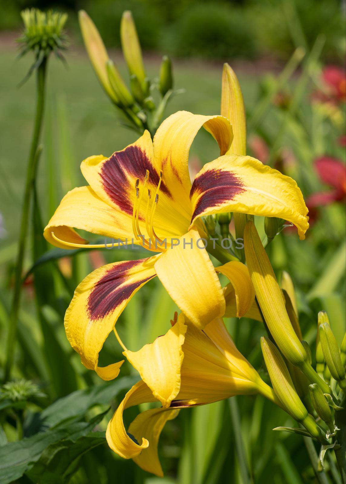 Day lily (Hemerocallis), close up of the flower head