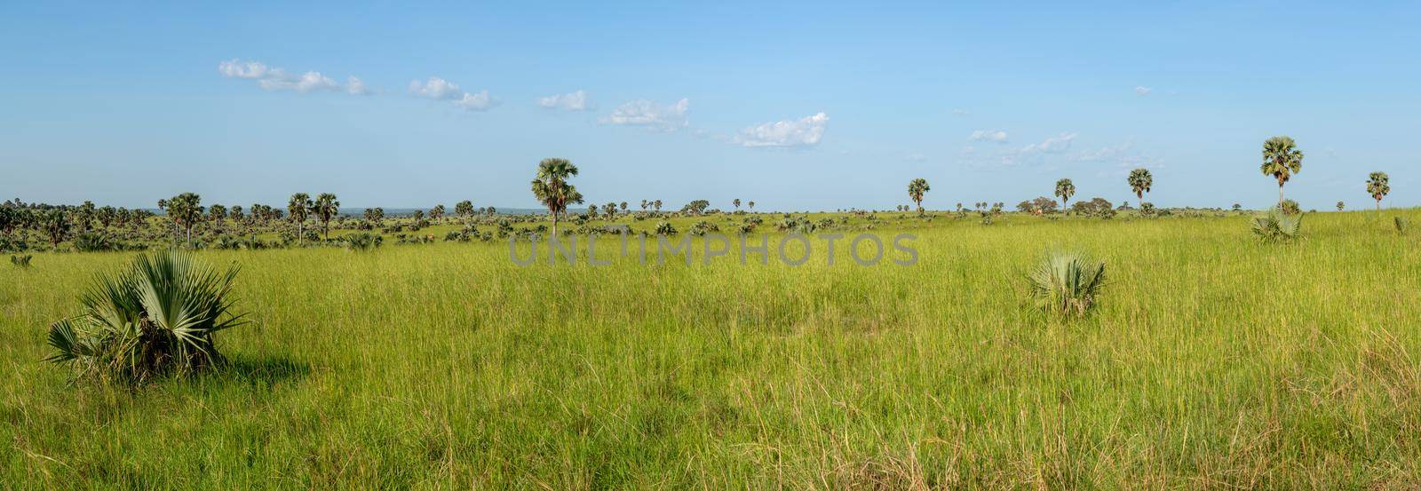 Murchison Falls National Park, Uganda by alfotokunst