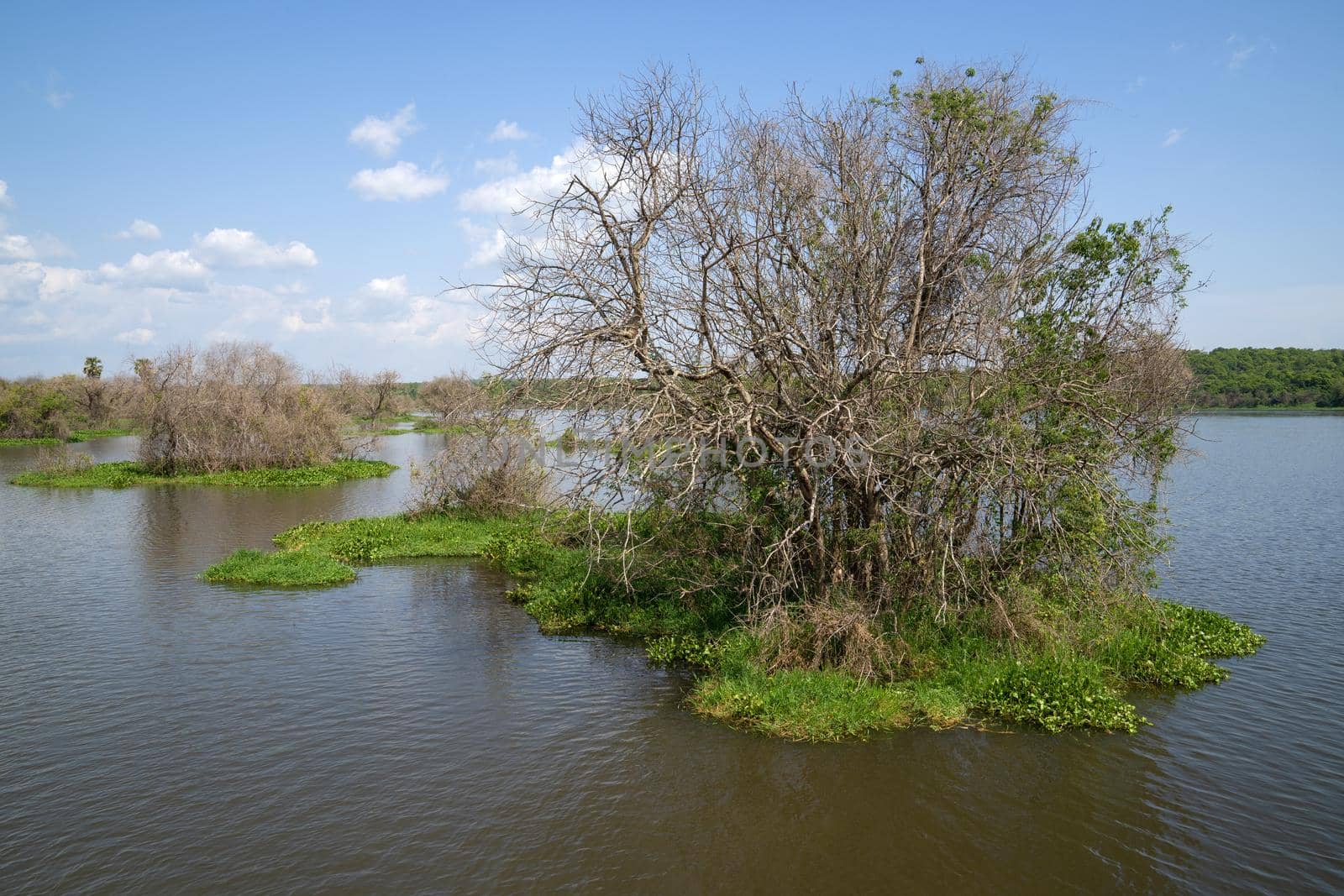 Landscape of Murchison Falls National Park, Uganda