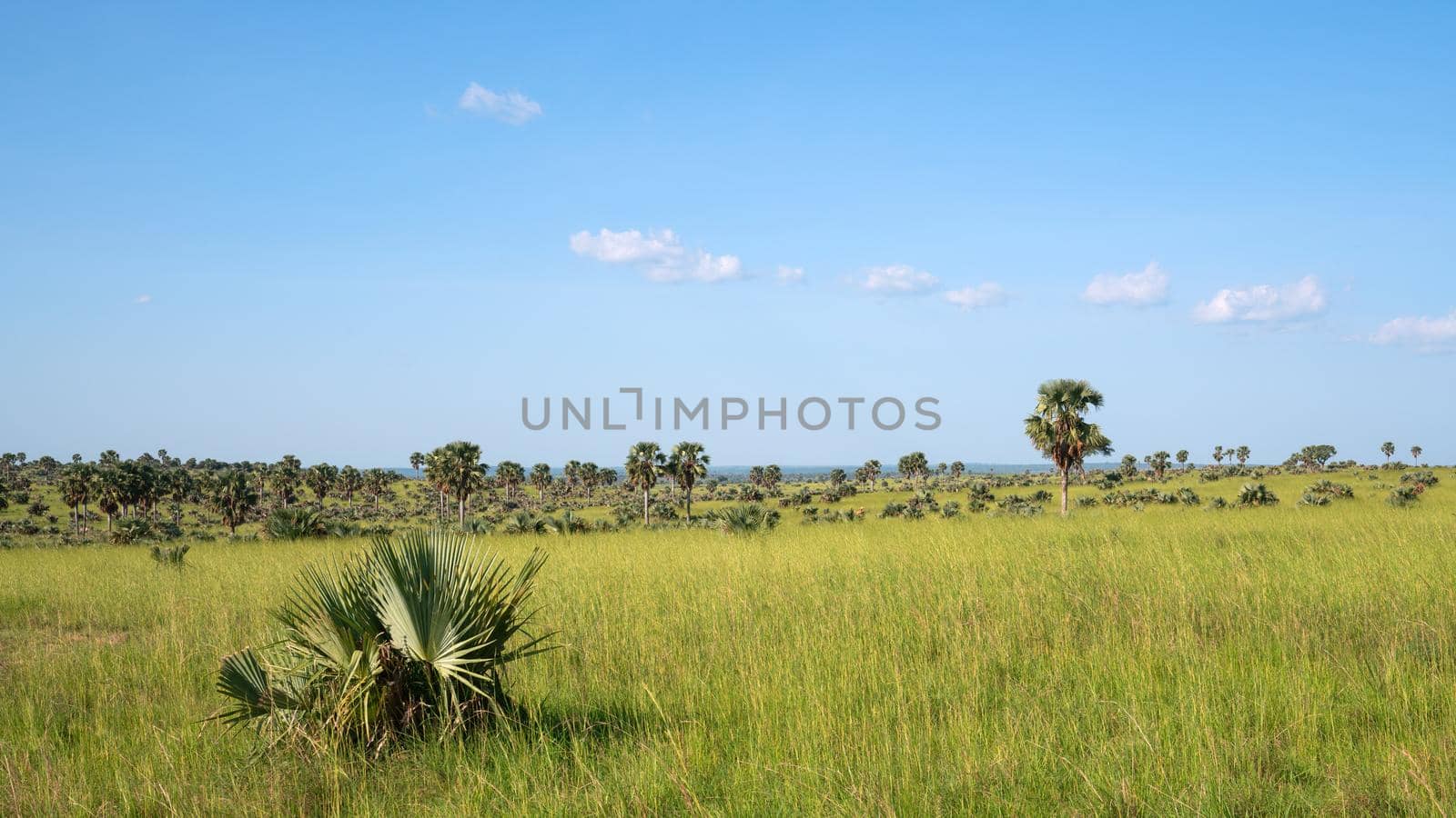 Panoramic scenic view into the landscape of Murchison Falls National Park, Uganda