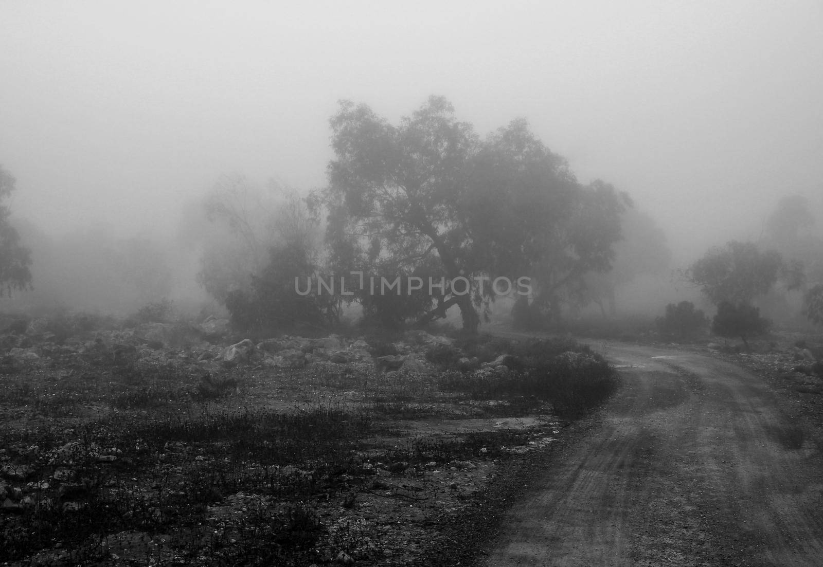 Beautiful and dark Eucalyptus forest covered by fog in the morning in Spain