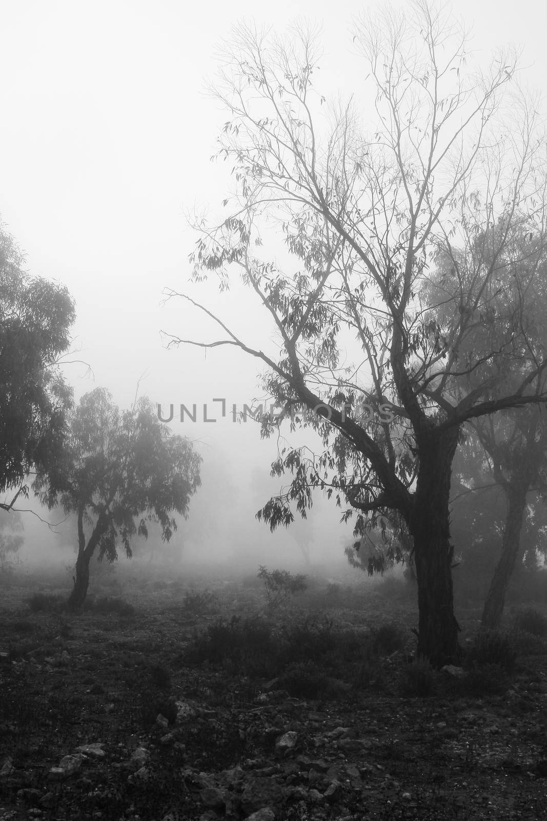 Beautiful and dark Eucalyptus forest covered by fog in the morning in Spain