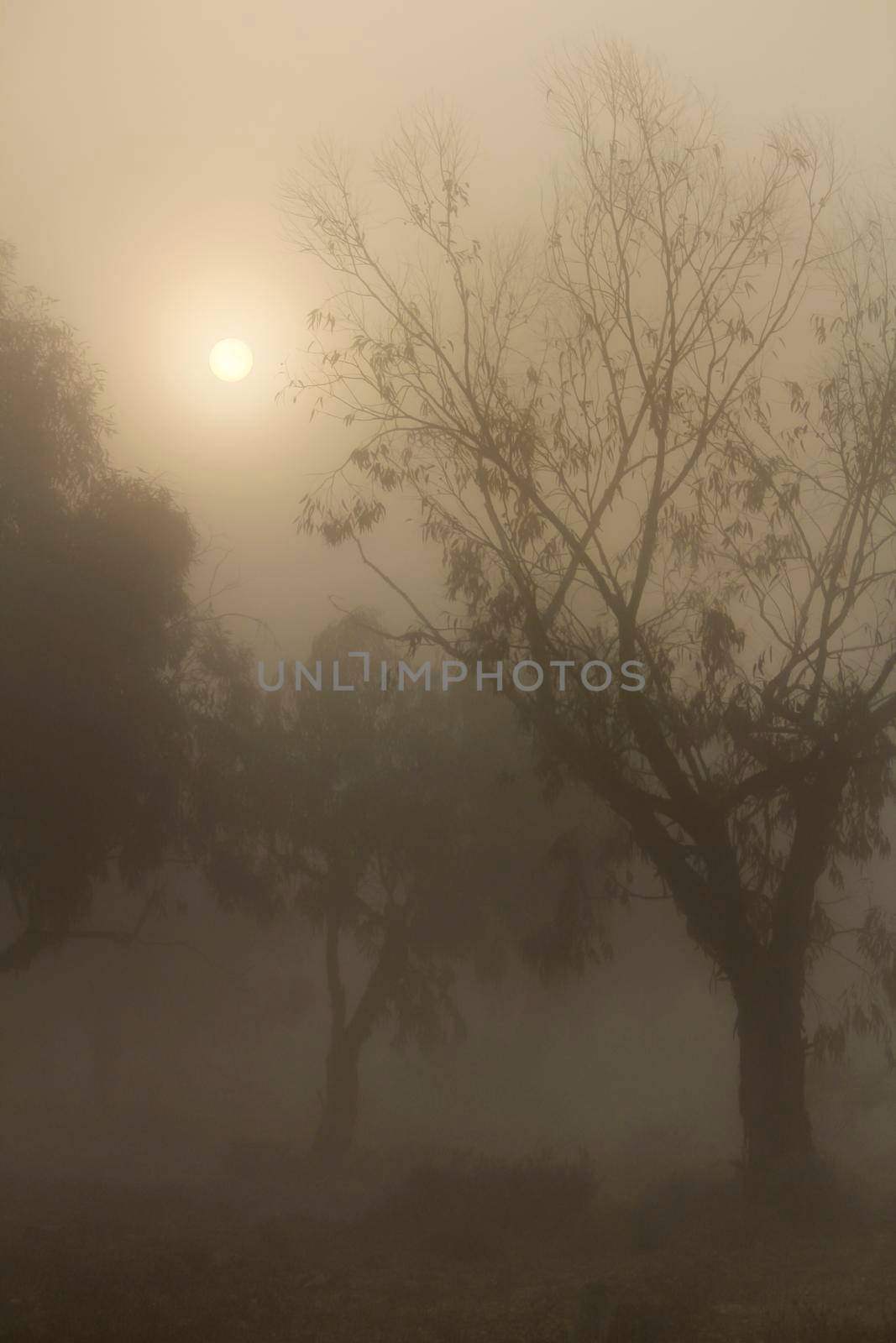 Beautiful and dark Eucalyptus forest covered by fog in the morning in Spain