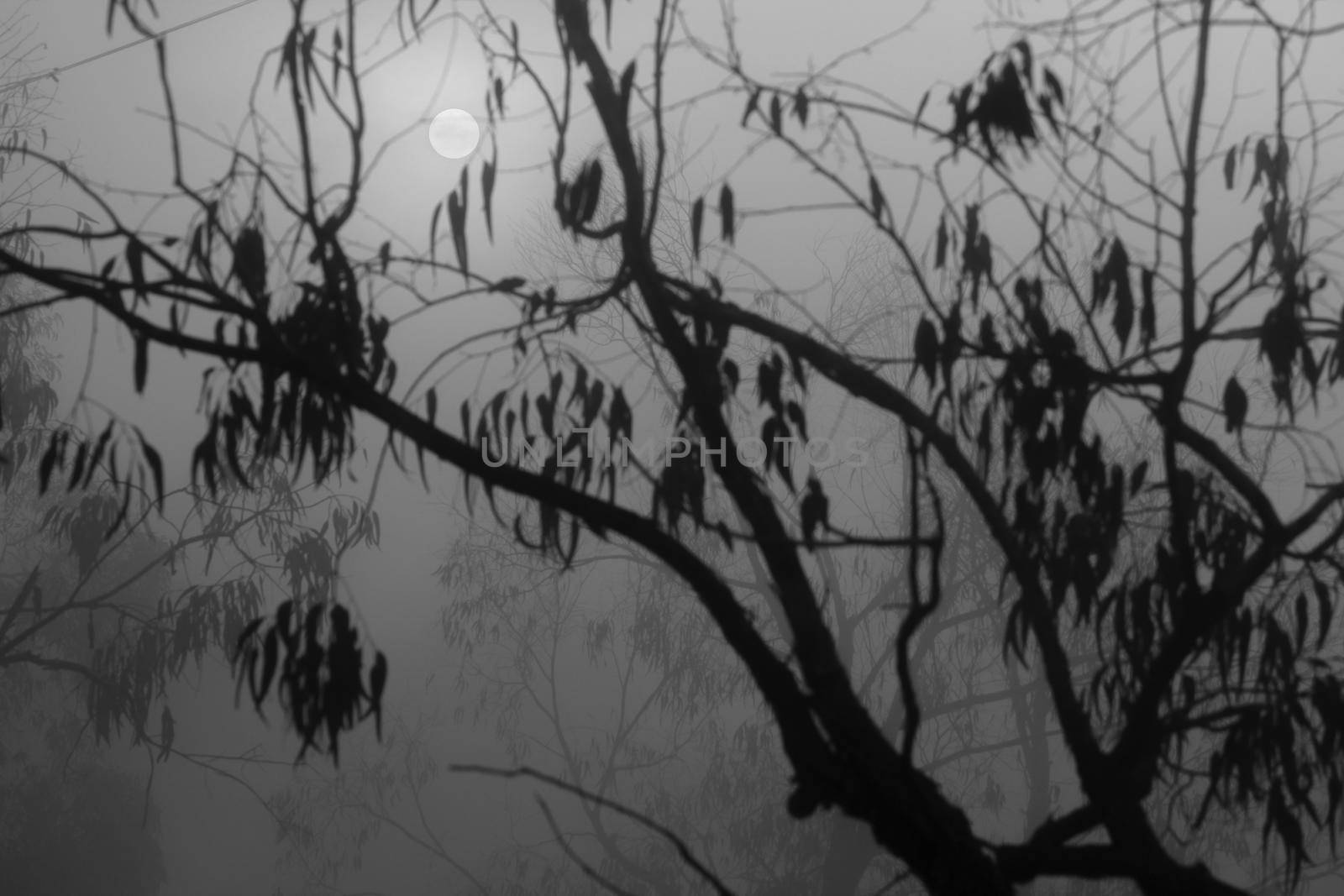 Beautiful and dark Eucalyptus forest covered by fog in the morning in Spain