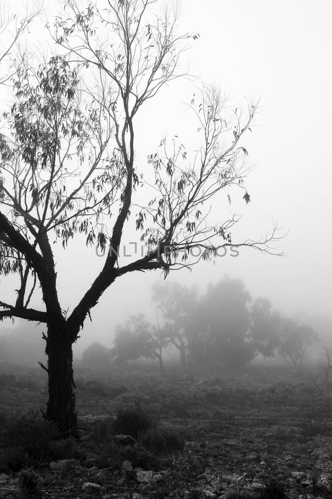 Beautiful and dark Eucalyptus forest covered by fog in the morning in Spain