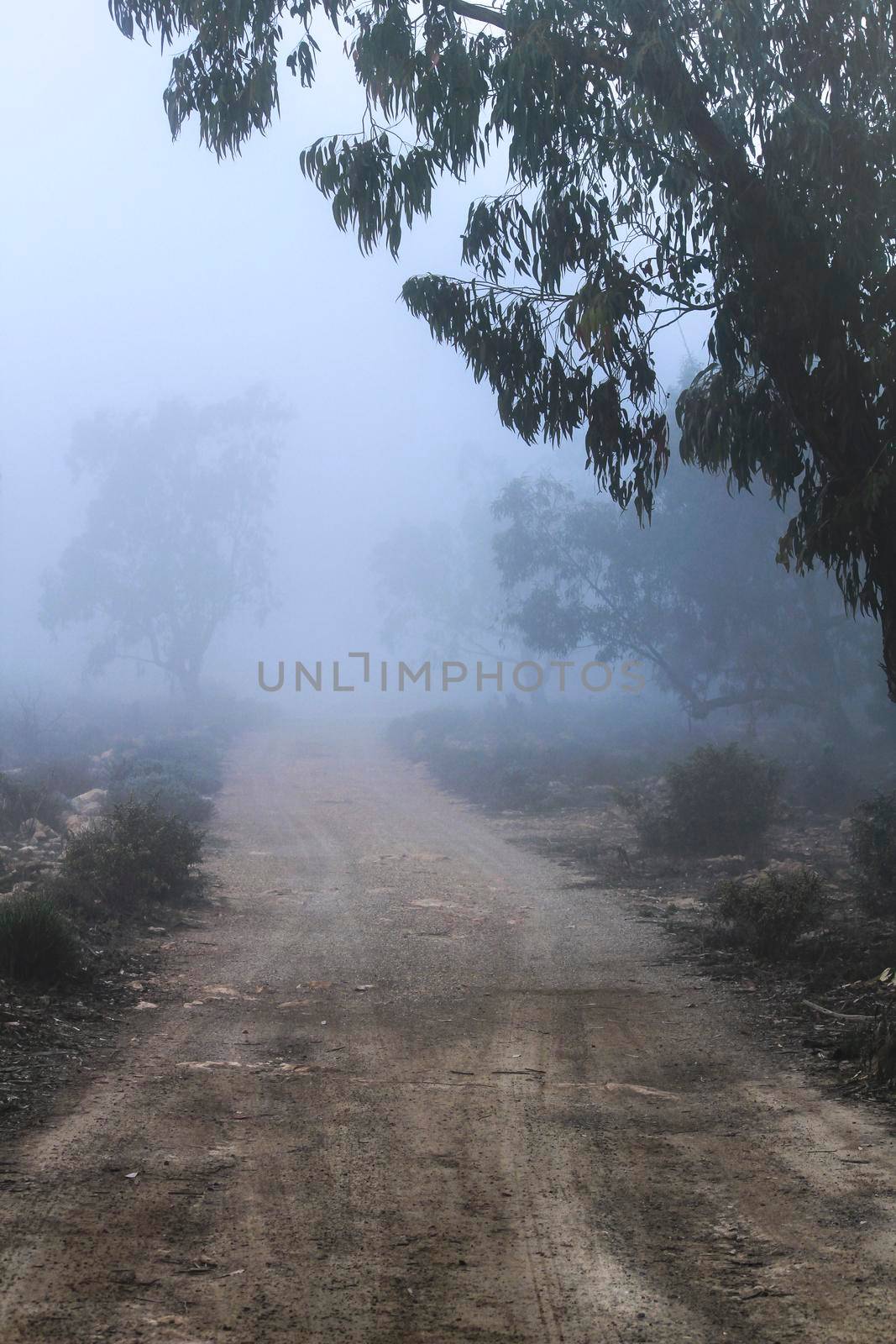 Beautiful and dark Eucalyptus forest covered by fog in the morning in Spain