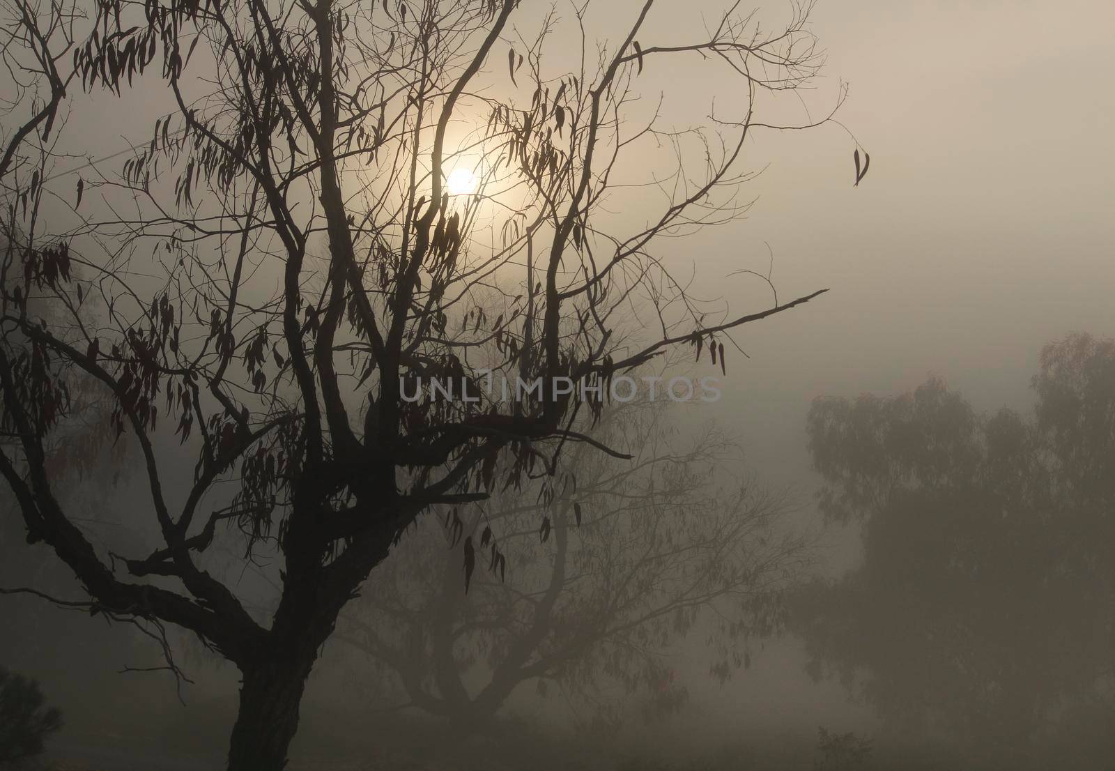 Beautiful and dark Eucalyptus forest covered by fog in the morning in Spain