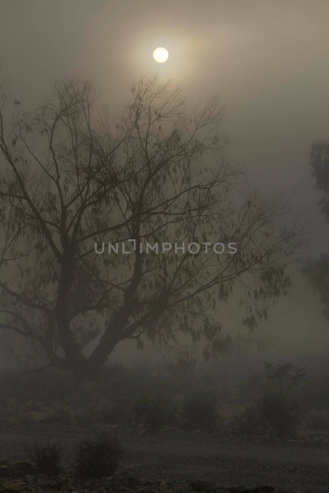 Eucalyptus forest covered by fog in the morning by soniabonet