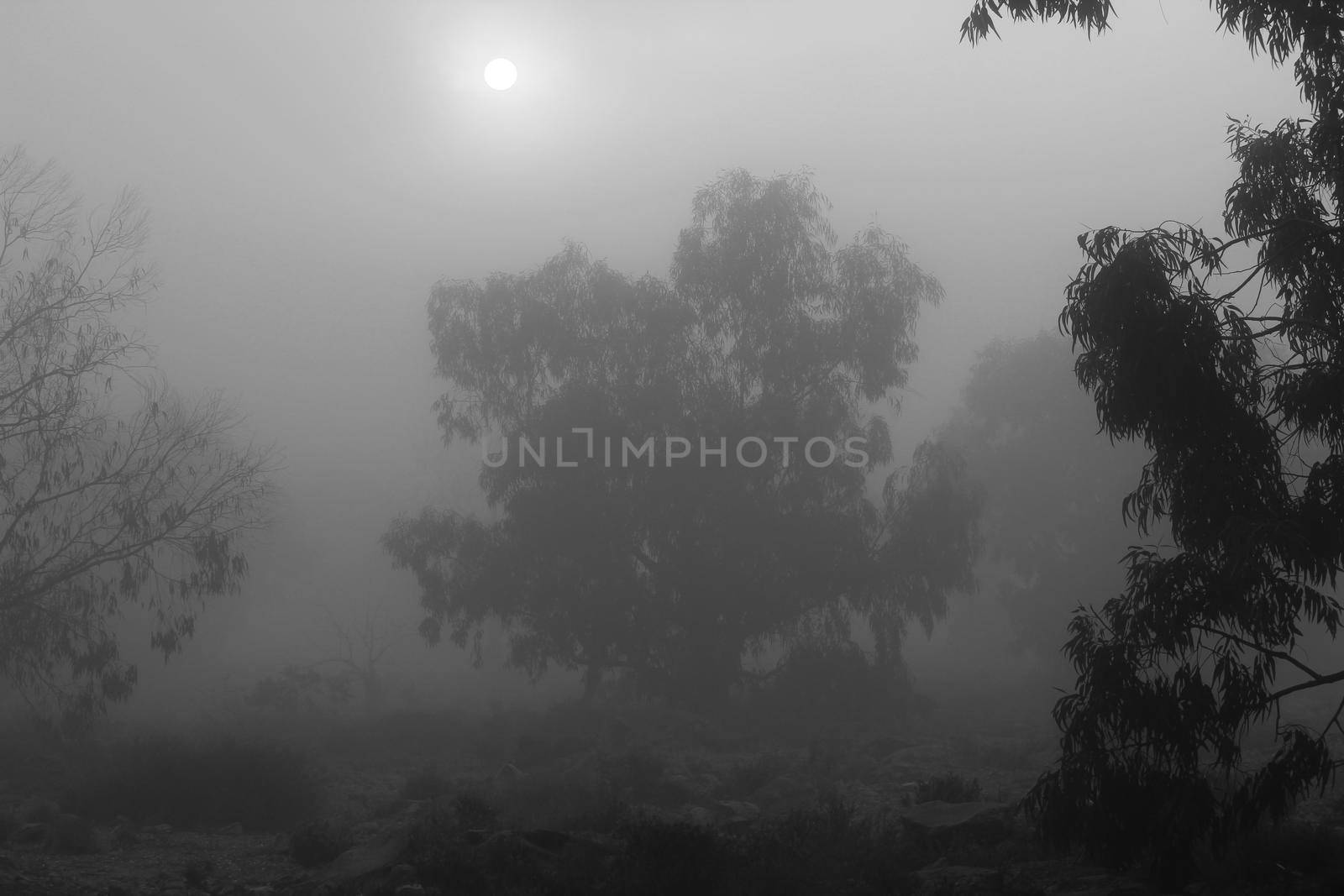 Beautiful and dark Eucalyptus forest covered by fog in the morning in Spain