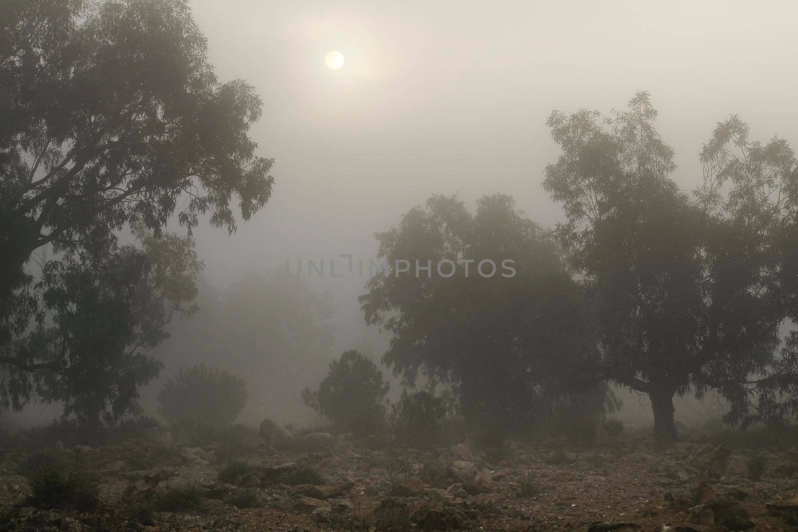 Beautiful and dark Eucalyptus forest covered by fog in the morning in Spain