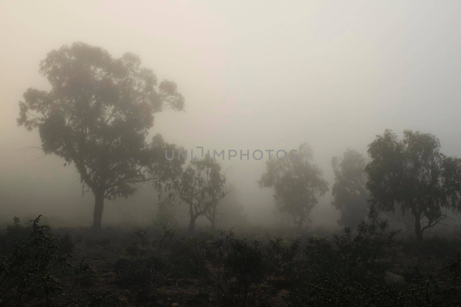 Beautiful and dark Eucalyptus forest covered by fog in the morning in Spain