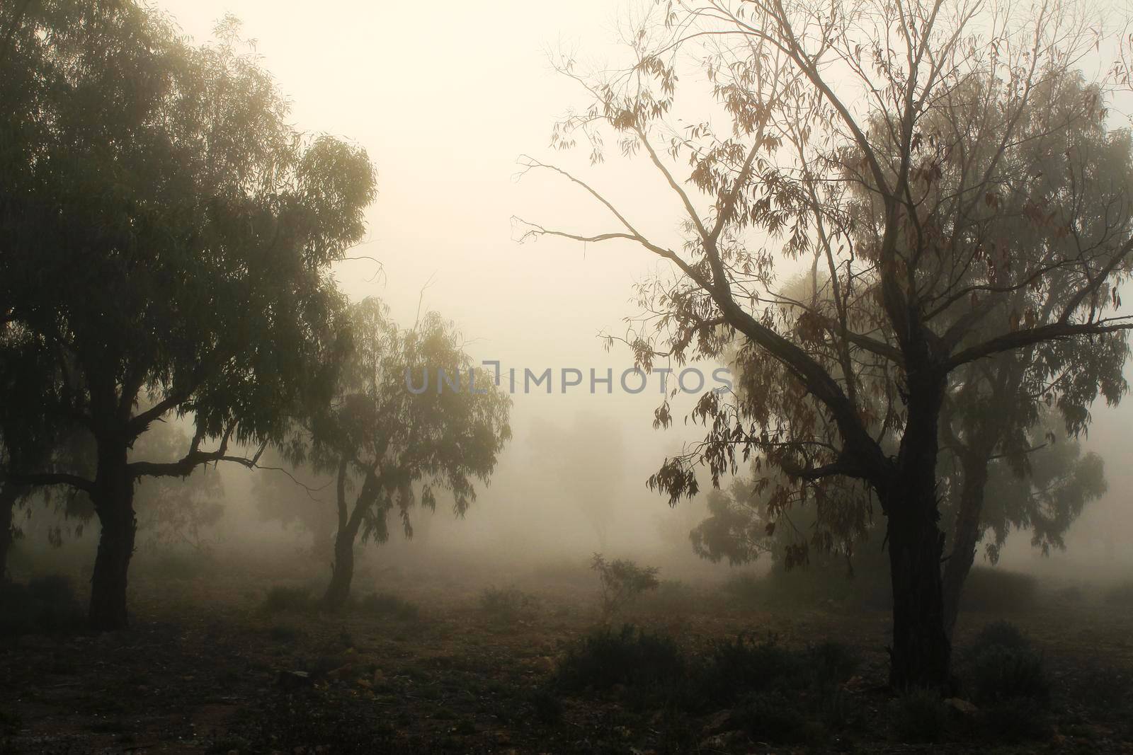 Beautiful and dark Eucalyptus forest covered by fog in the morning in Spain