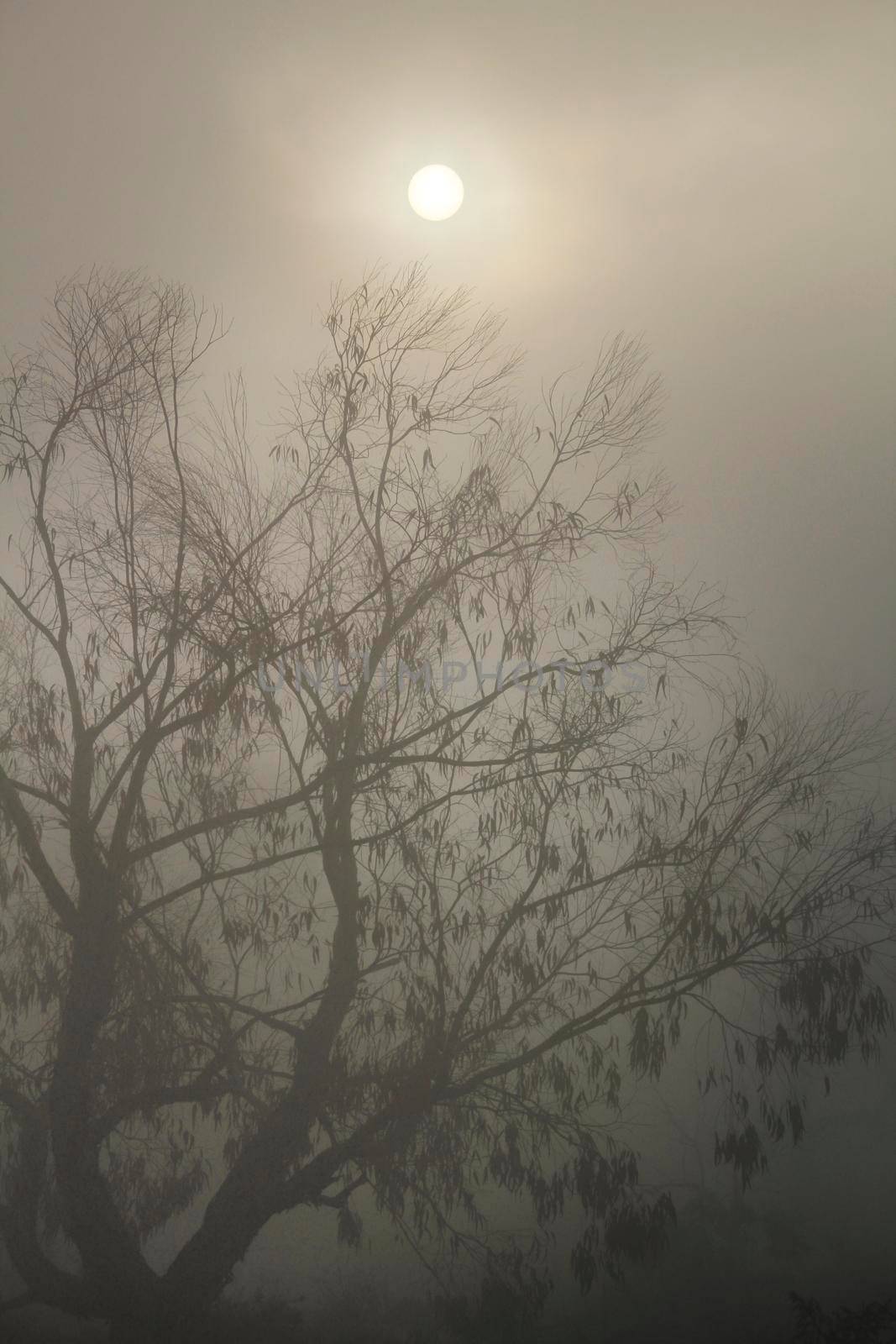 Beautiful and dark Eucalyptus forest covered by fog in the morning in Spain