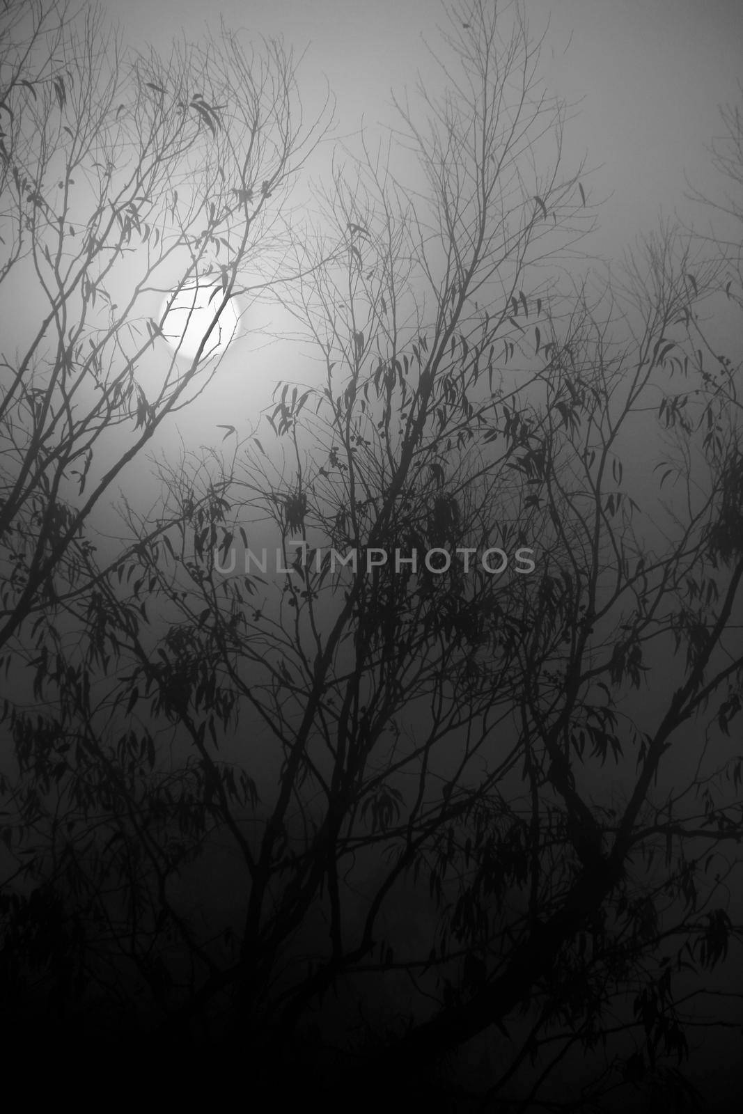 Beautiful and dark Eucalyptus forest covered by fog in the morning in Spain