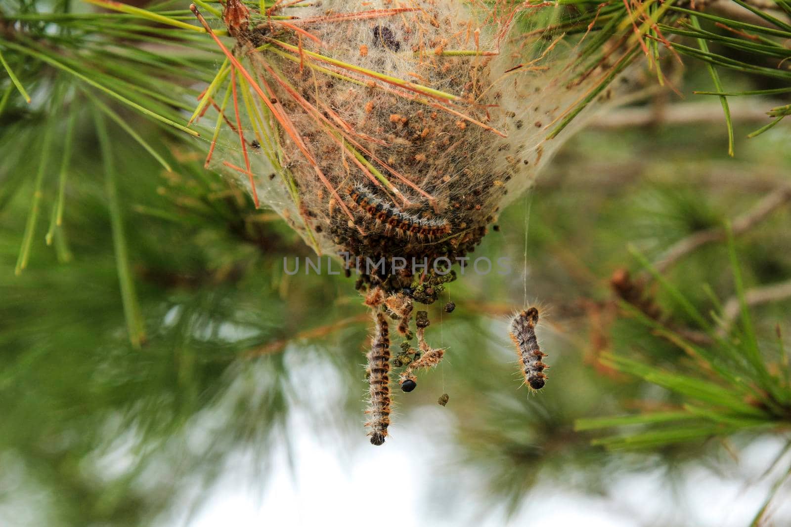 Processsionary worms on nest on a pine tree in Spain