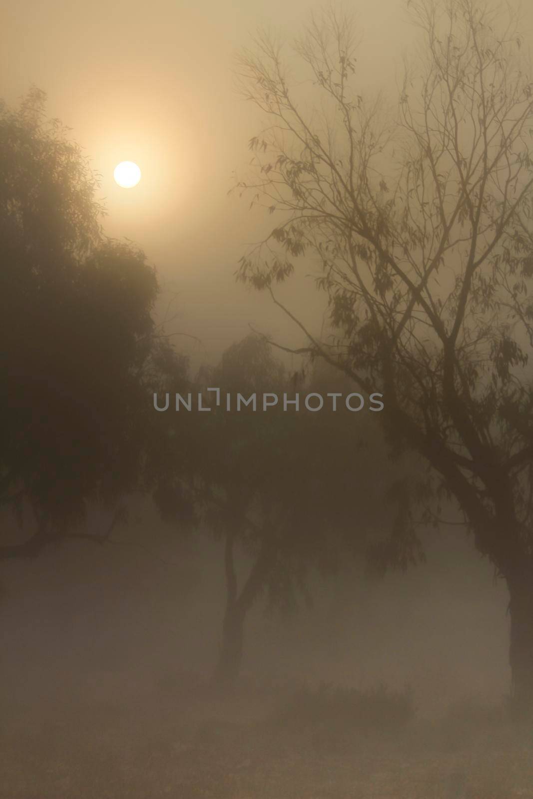 Beautiful and dark Eucalyptus forest covered by fog in the morning in Spain