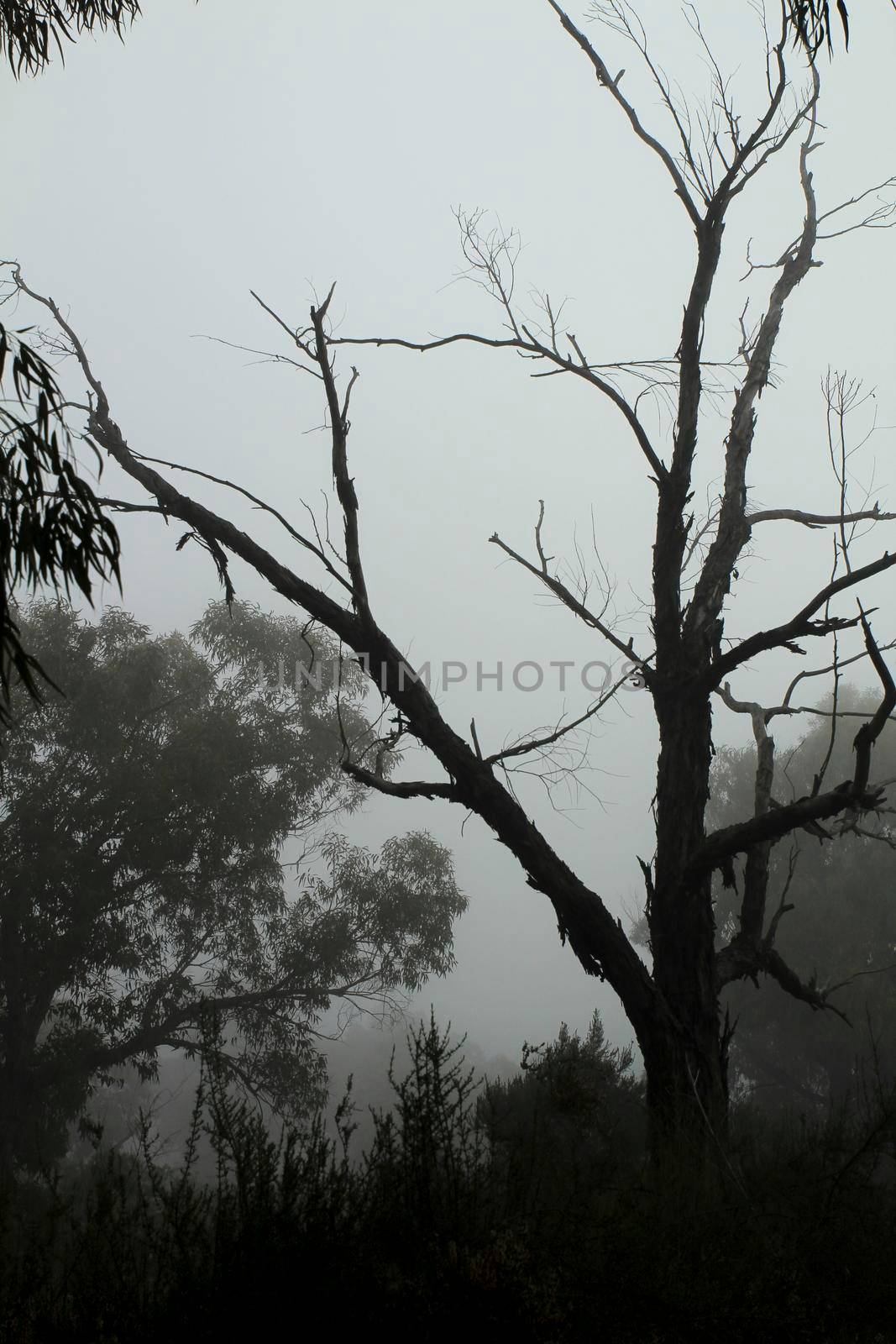 Beautiful and dark Eucalyptus forest covered by fog in the morning in Spain