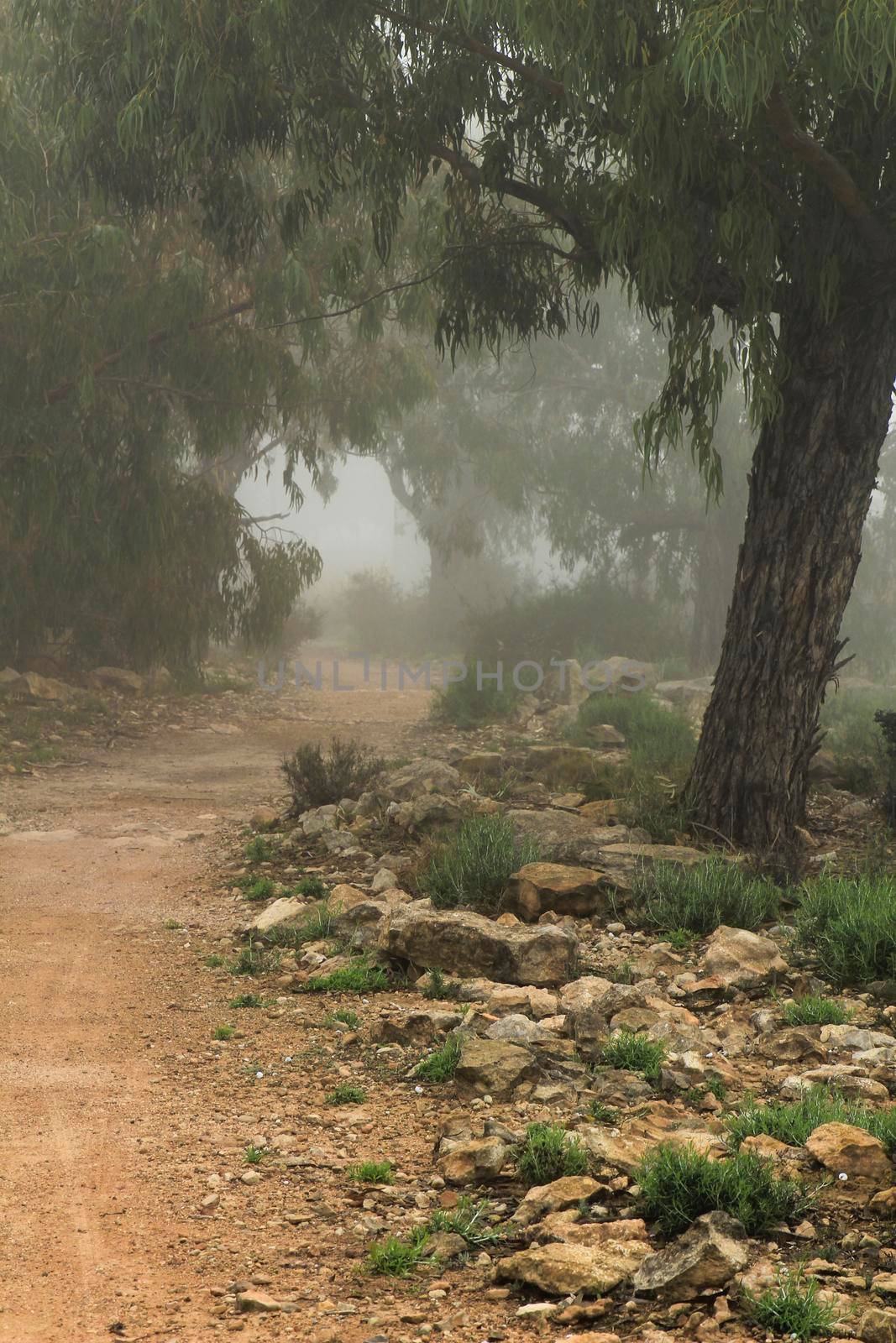 Eucalyptus forest covered by fog in the morning by soniabonet