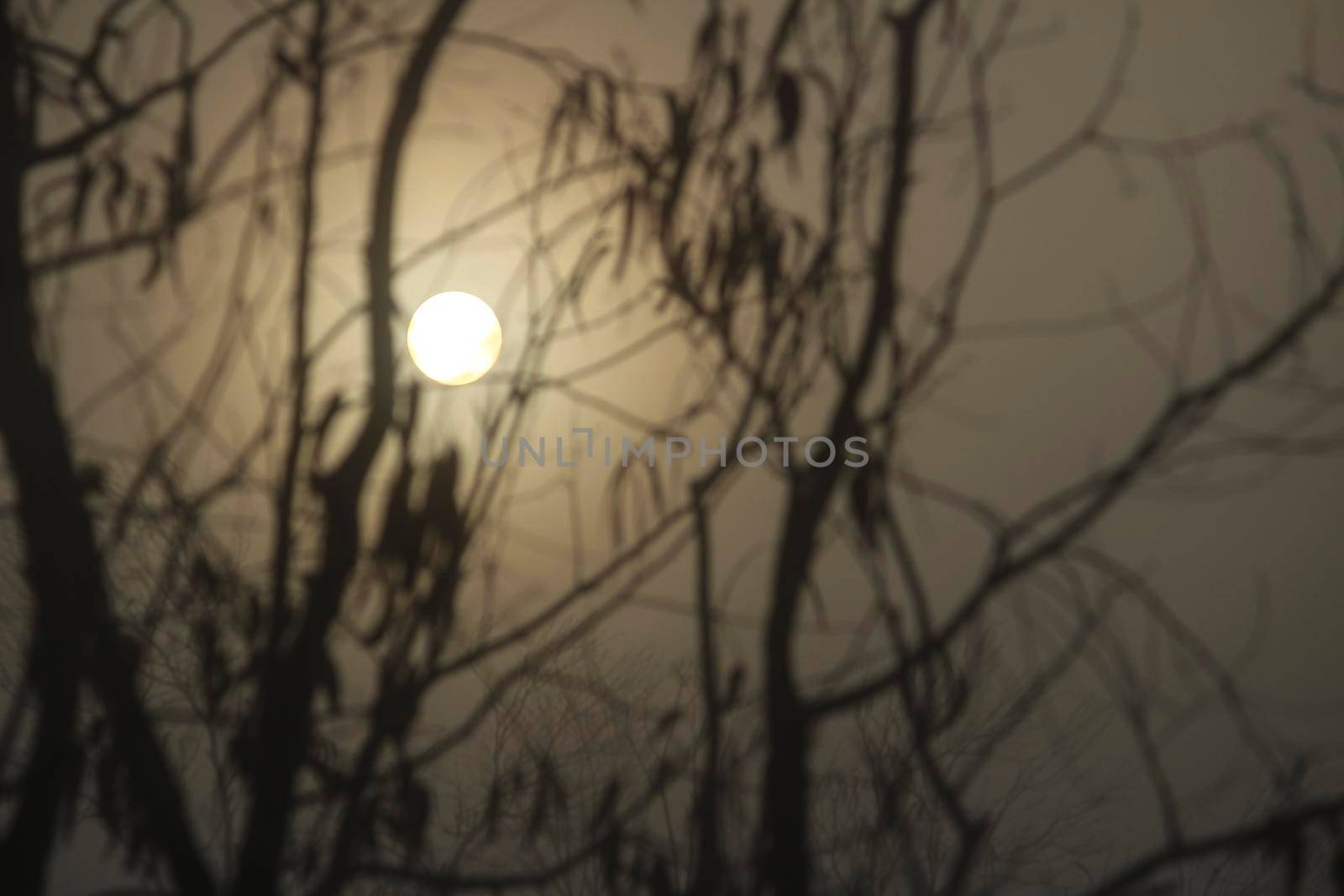 Beautiful and dark Eucalyptus forest covered by fog in the morning in Spain