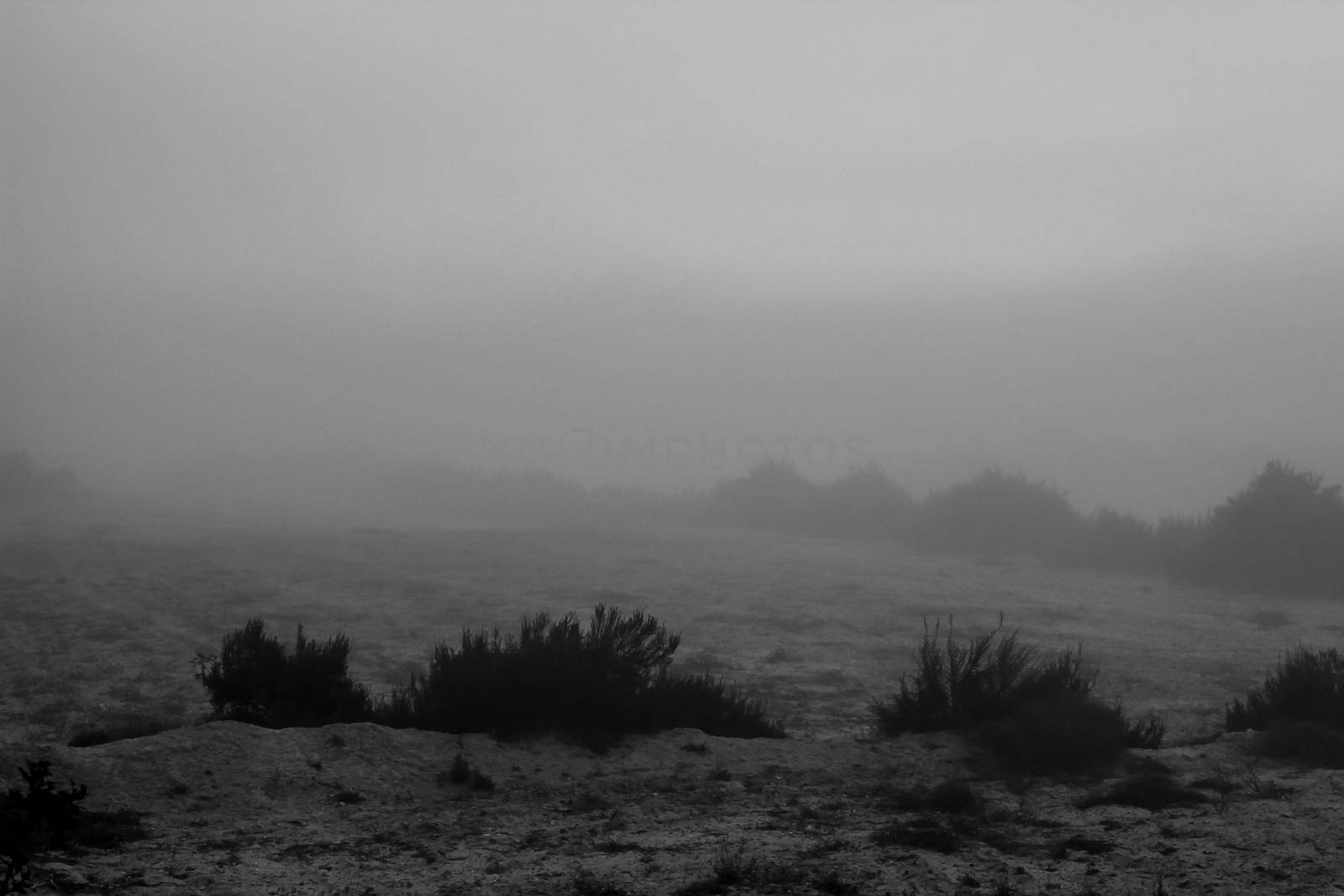 Beautiful and dark Eucalyptus forest covered by fog in the morning in Spain