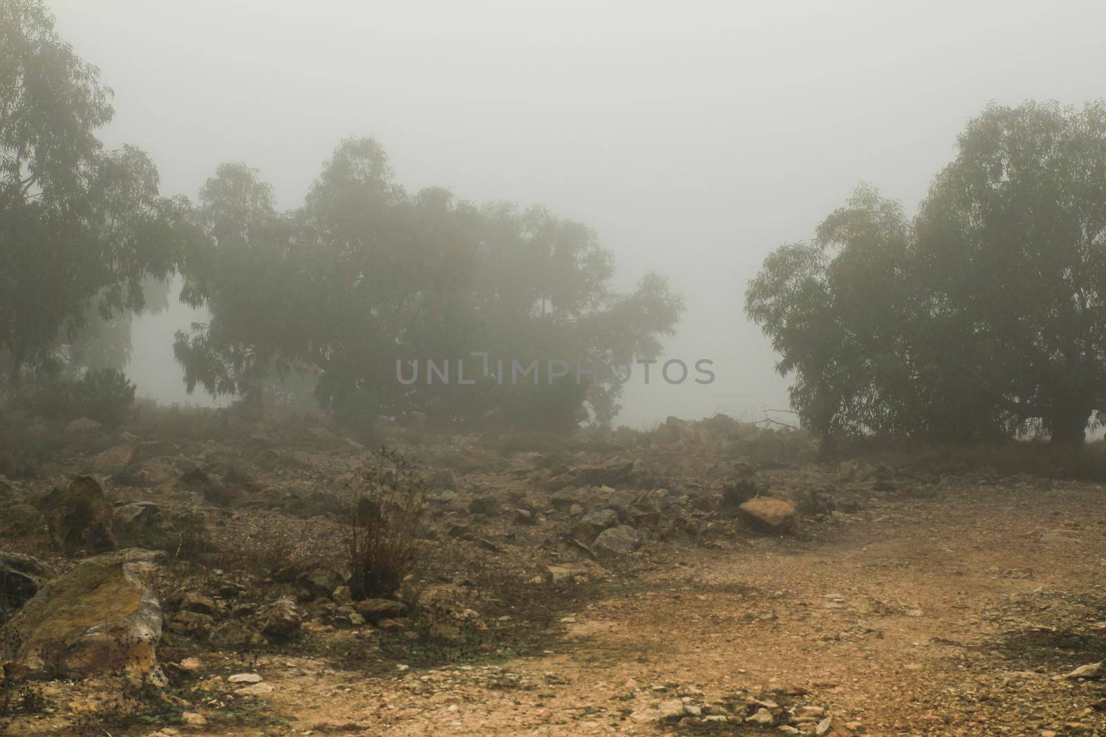 Beautiful and dark Eucalyptus forest covered by fog in the morning in Spain