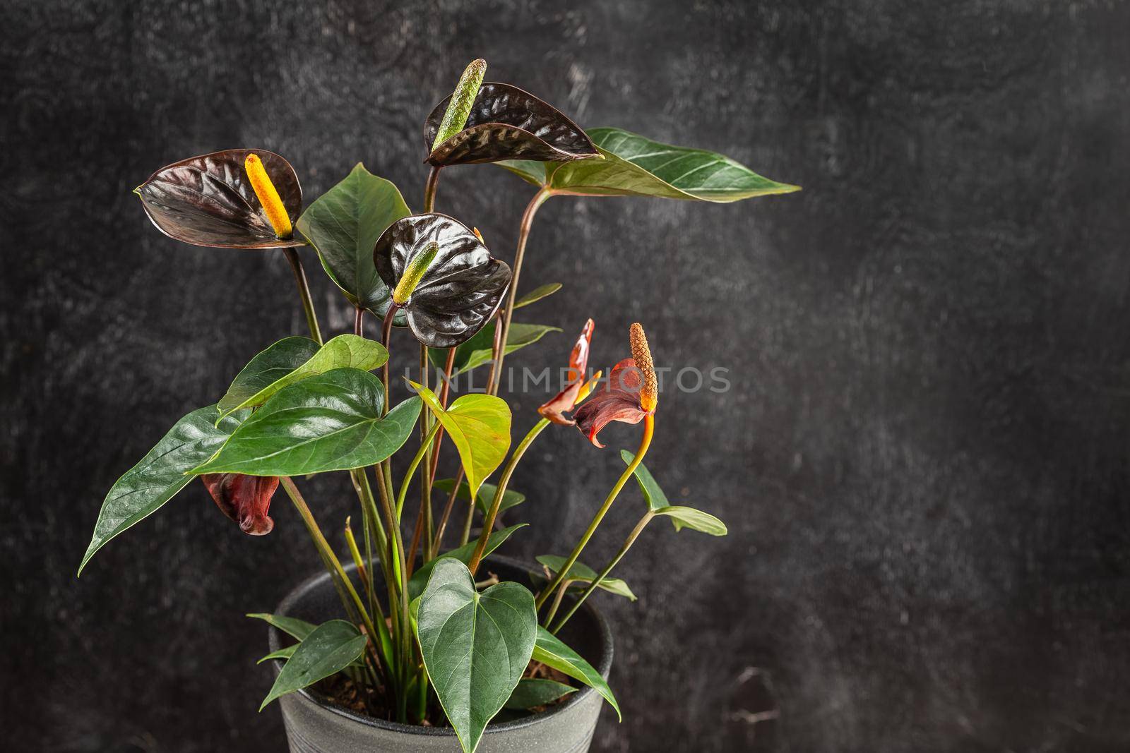 Black Anthurium Andreanum or Flamingo Flower plant by Syvanych