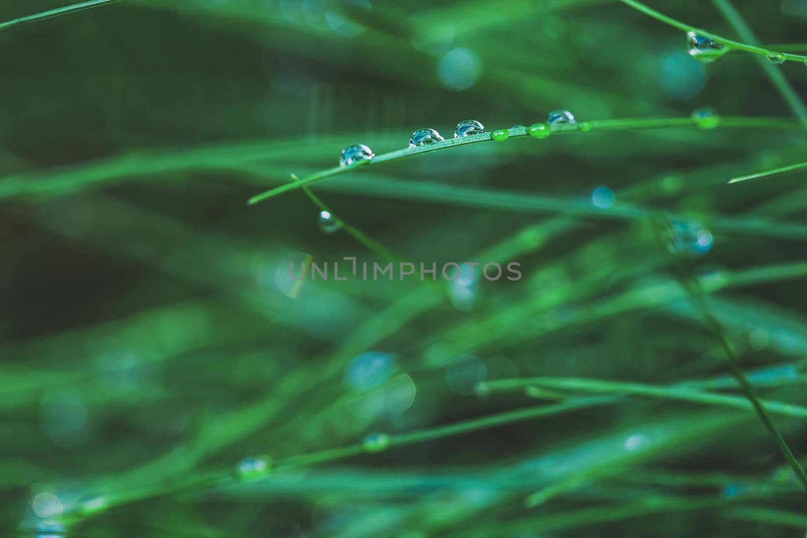 Fresh green grass with dew drops background by Syvanych