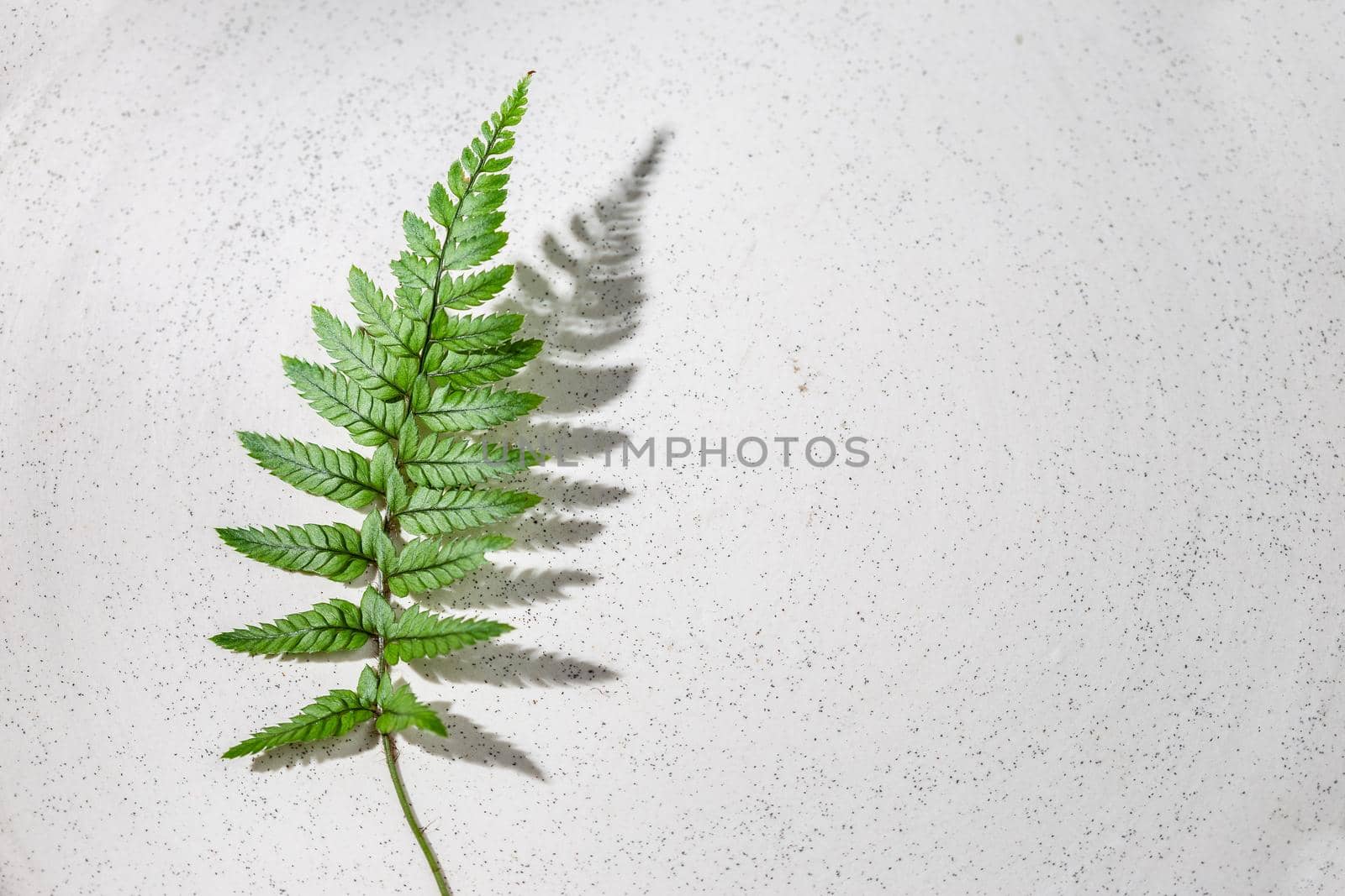 Fern leaf with hursh shadow on grey background. Top view, space for text