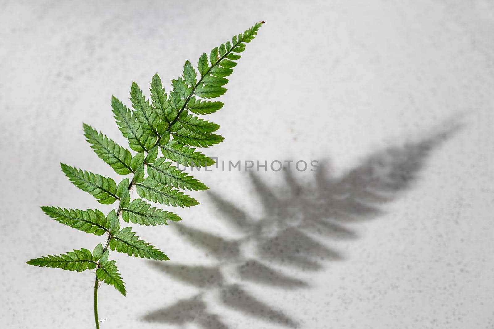 Fern leaf with hursh shadow on grey background by Syvanych