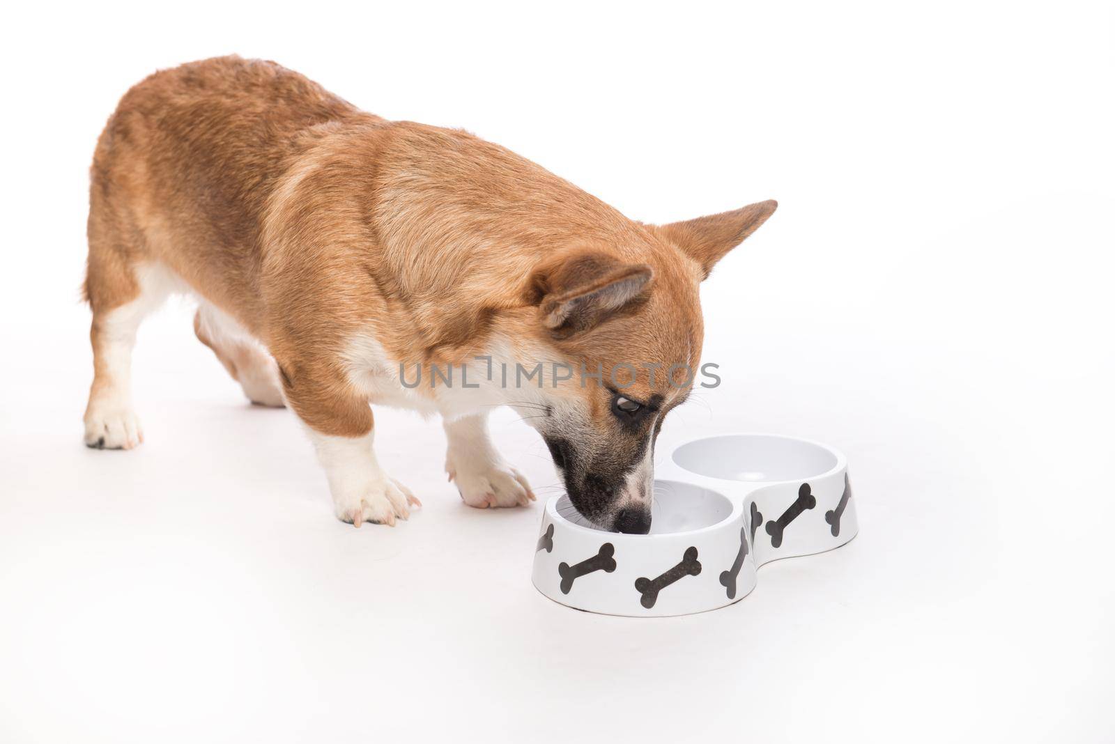 Pembroke corgi. Cute dog eating food