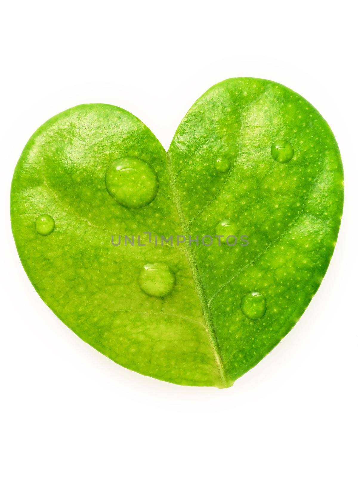 Close up lemon leaves heart shape isolated on white background.