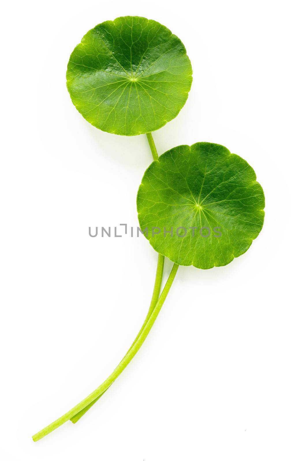 Centella asiatica leaves isolated on white background. by kerdkanno