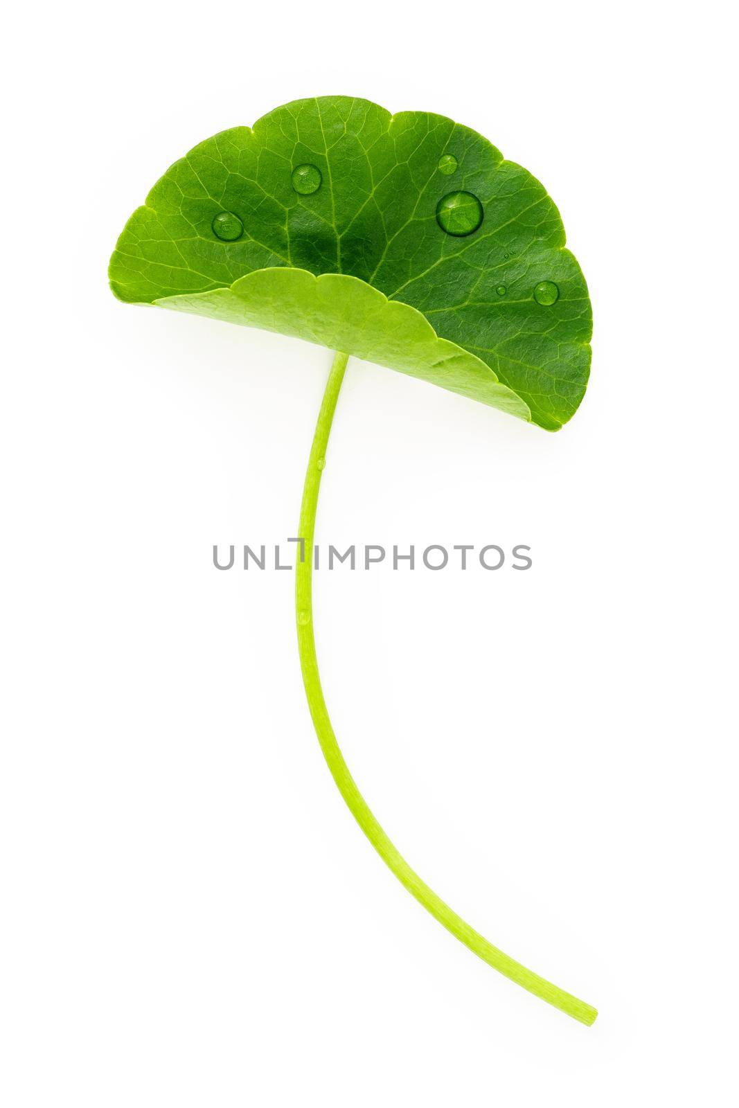 Close up centella asiatica leaves with rain drop isolated on white background top view. by kerdkanno
