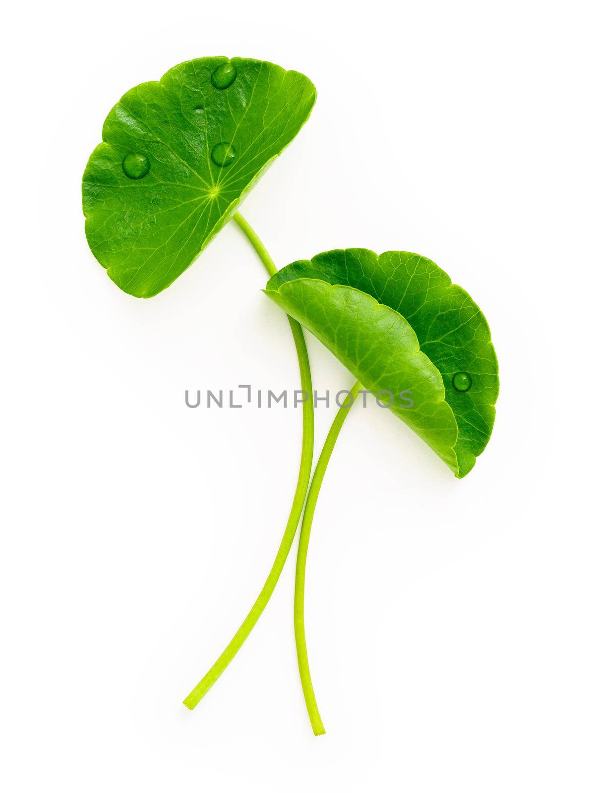 Close up centella asiatica leaves with rain drop isolated on white background top view. by kerdkanno