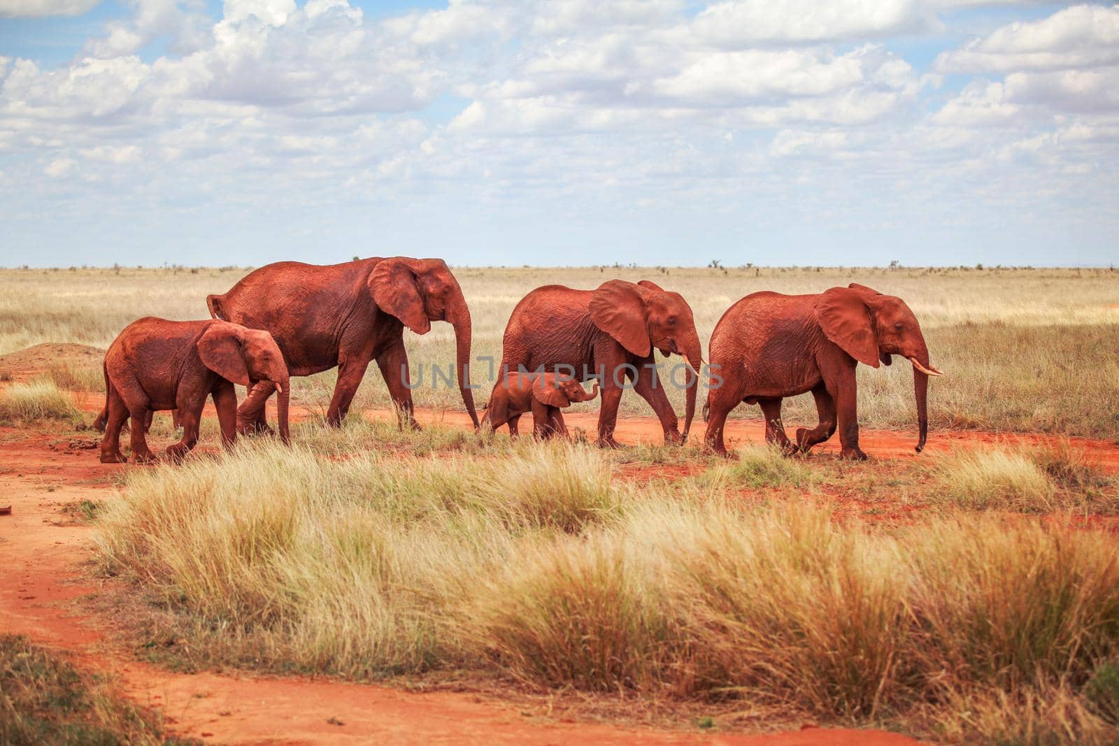 Family of African bush elephants (Loxodonta africana), covered with red dust walking together on savanna.  Tsavo east national park, Kenya