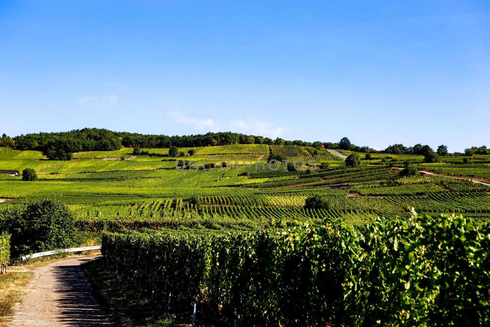 Vineyards on the wine road, Kaysersberg, Alsace, France