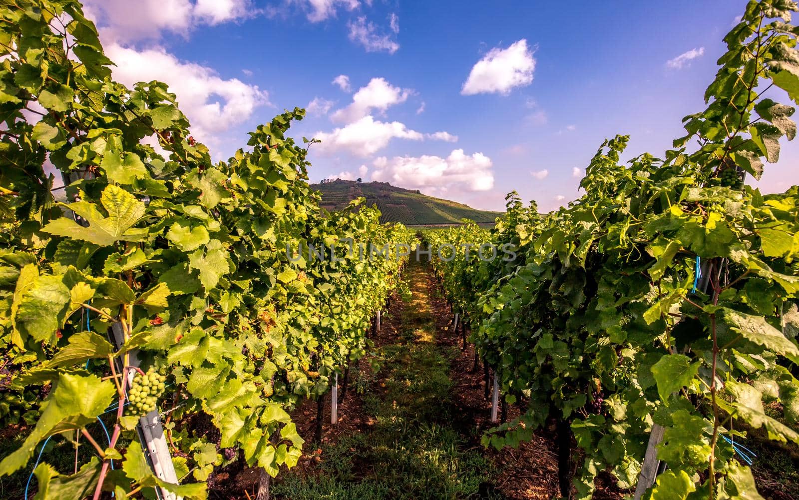 Vineyards on the wine road, Kaysersberg, Alsace, France