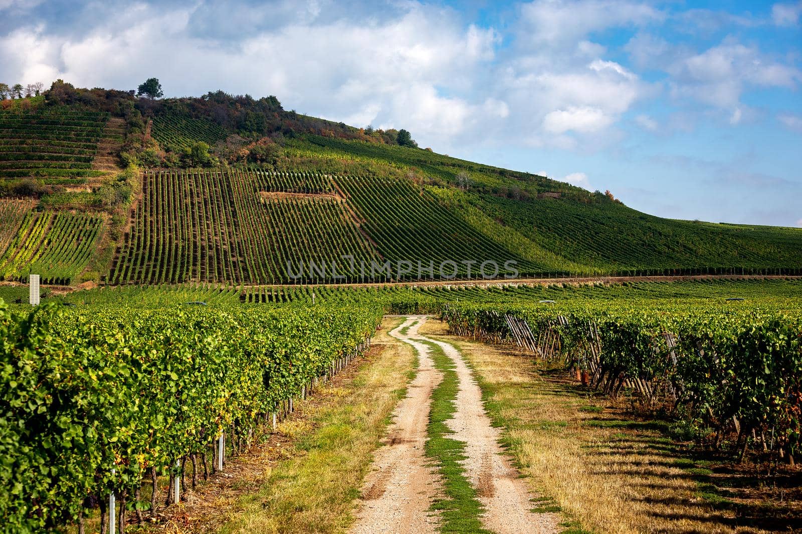 Vineyards on the wine road, Kaysersberg, Alsace, France