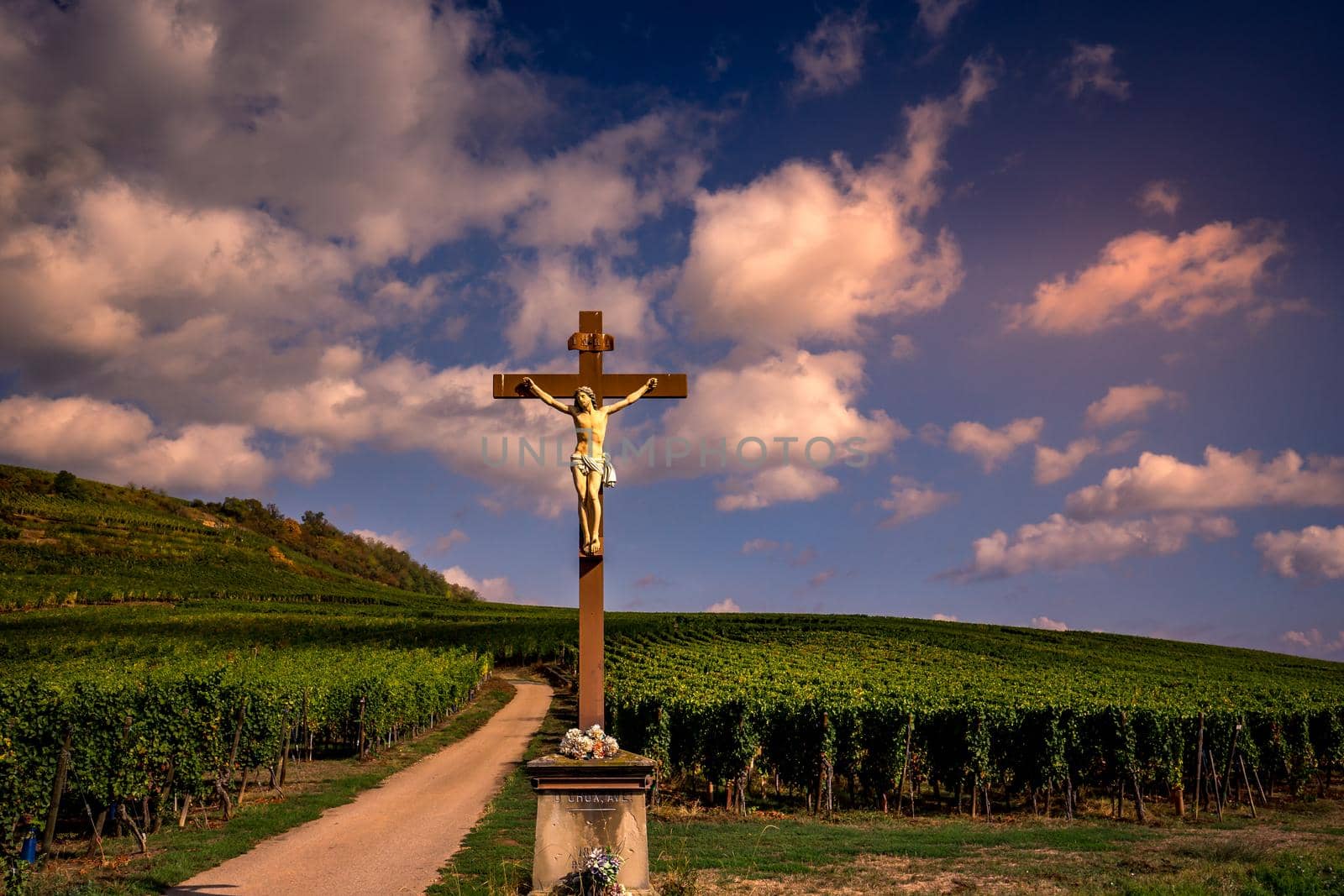 Vineyards on the wine road, Kaysersberg, Alsace, France