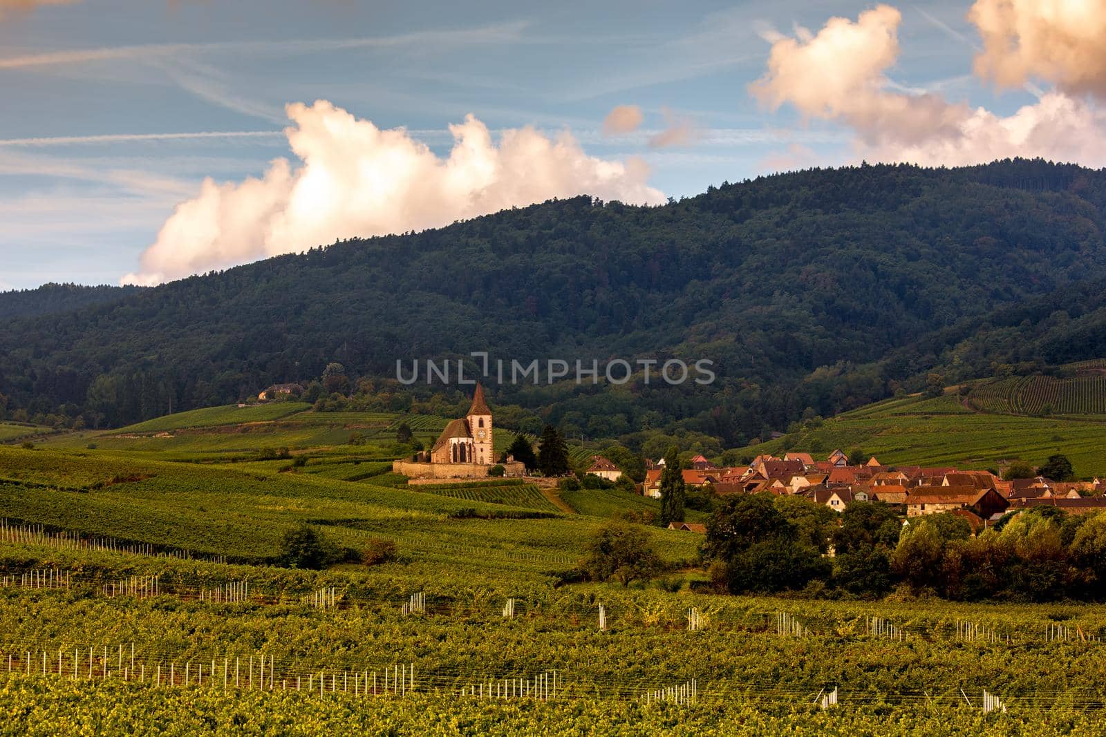 Vineyards on the wine road, Kaysersberg, Alsace, France