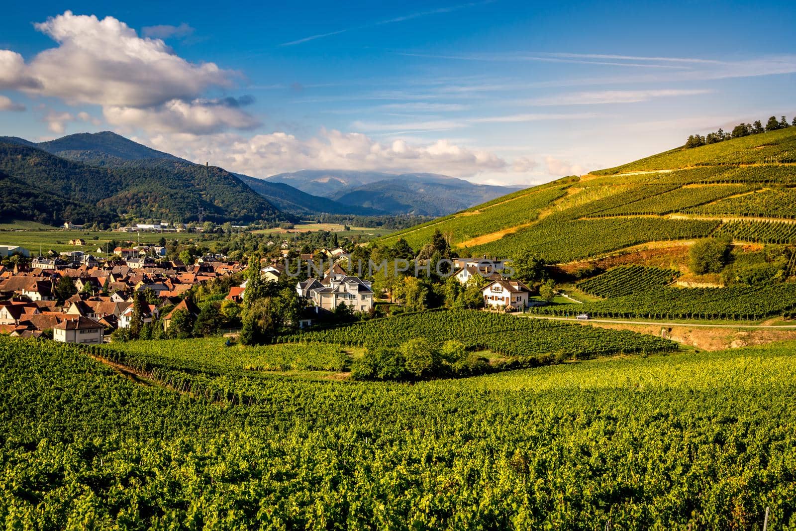 Vineyards on the wine road, Kaysersberg, Alsace, France