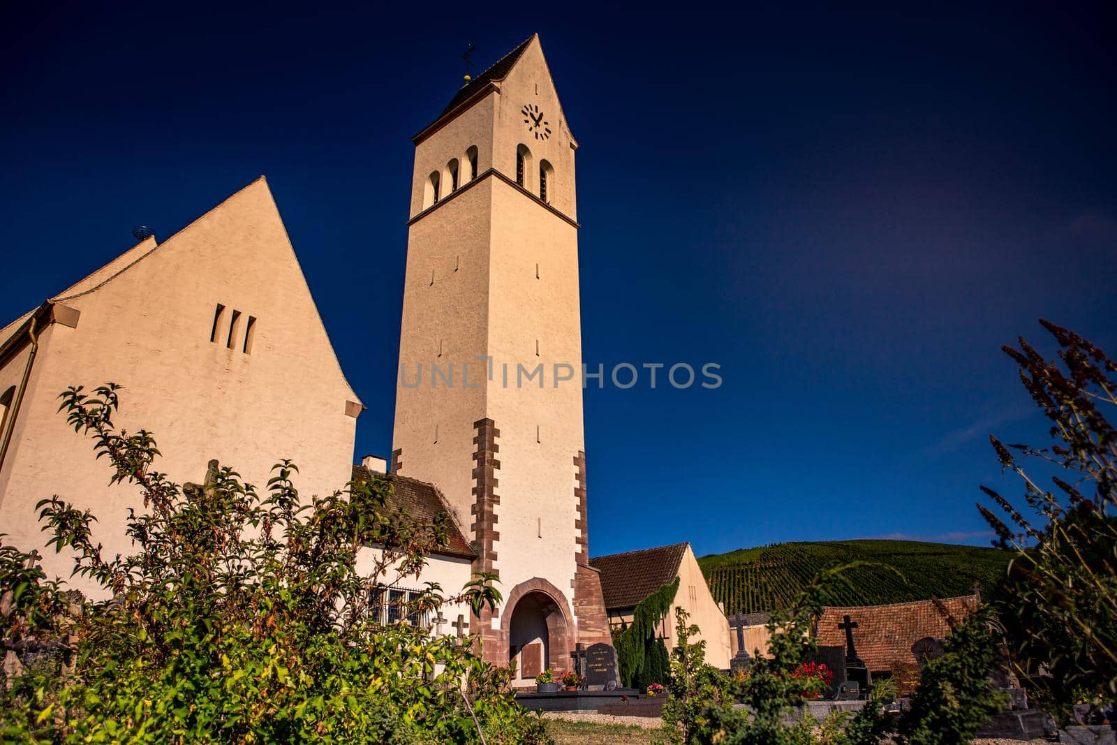 Vineyards on the wine road, Kaysersberg, Alsace, France